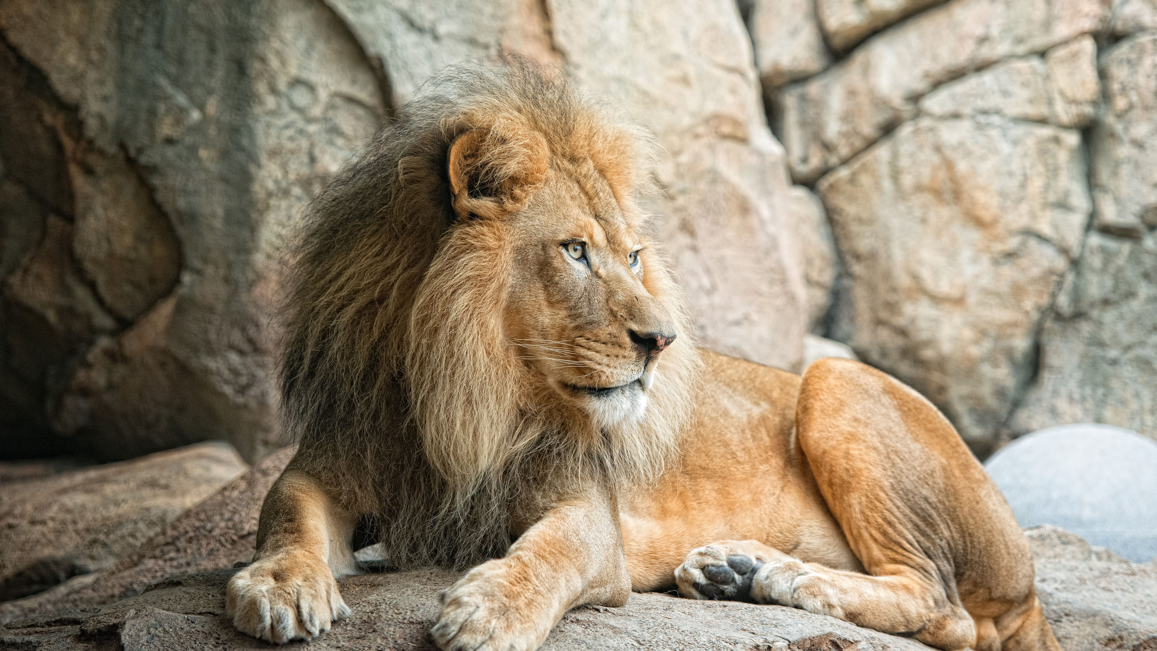 野生动物,狮子,雄狮
