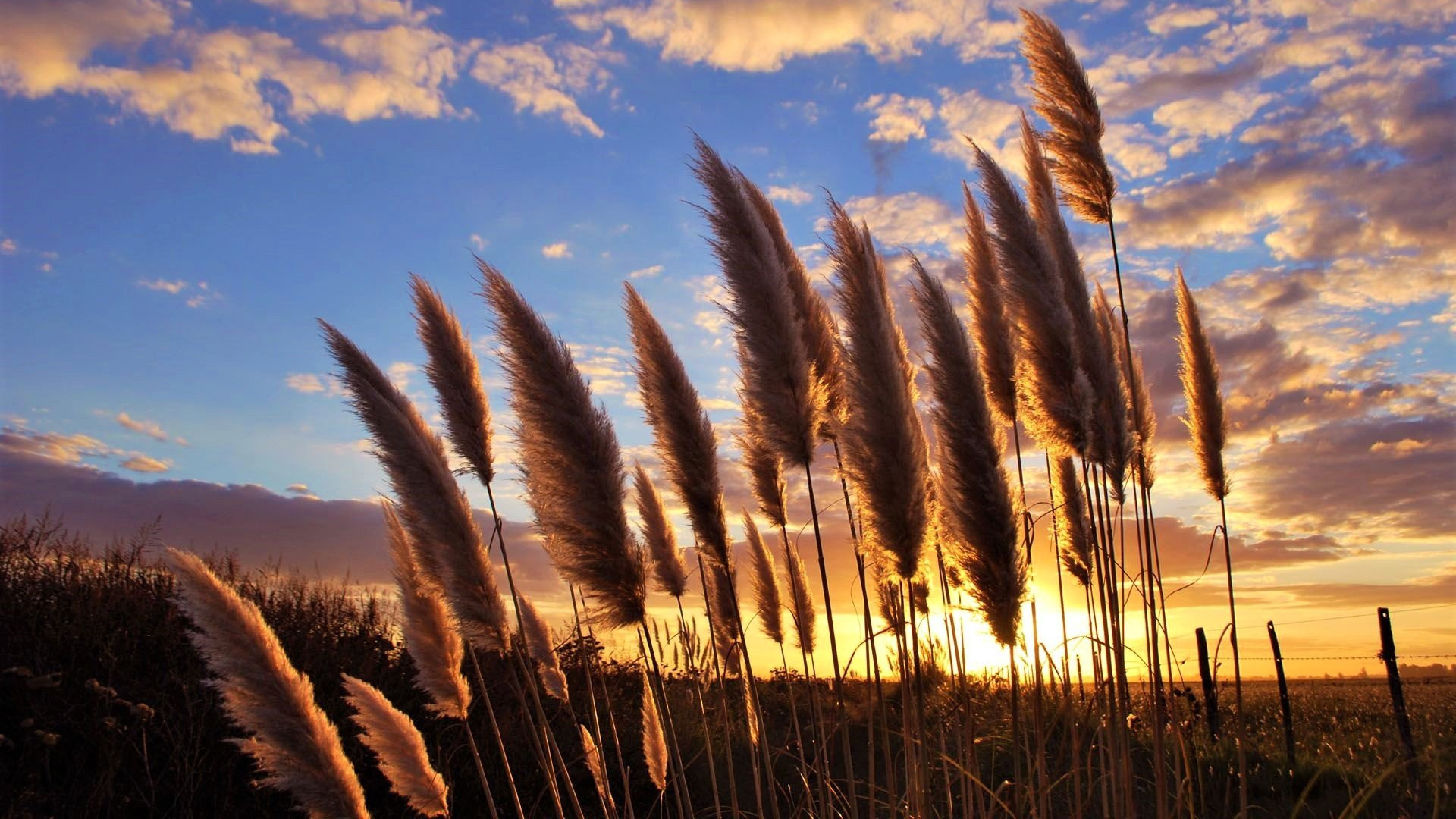 落日余晖,芦苇,落日,夕阳