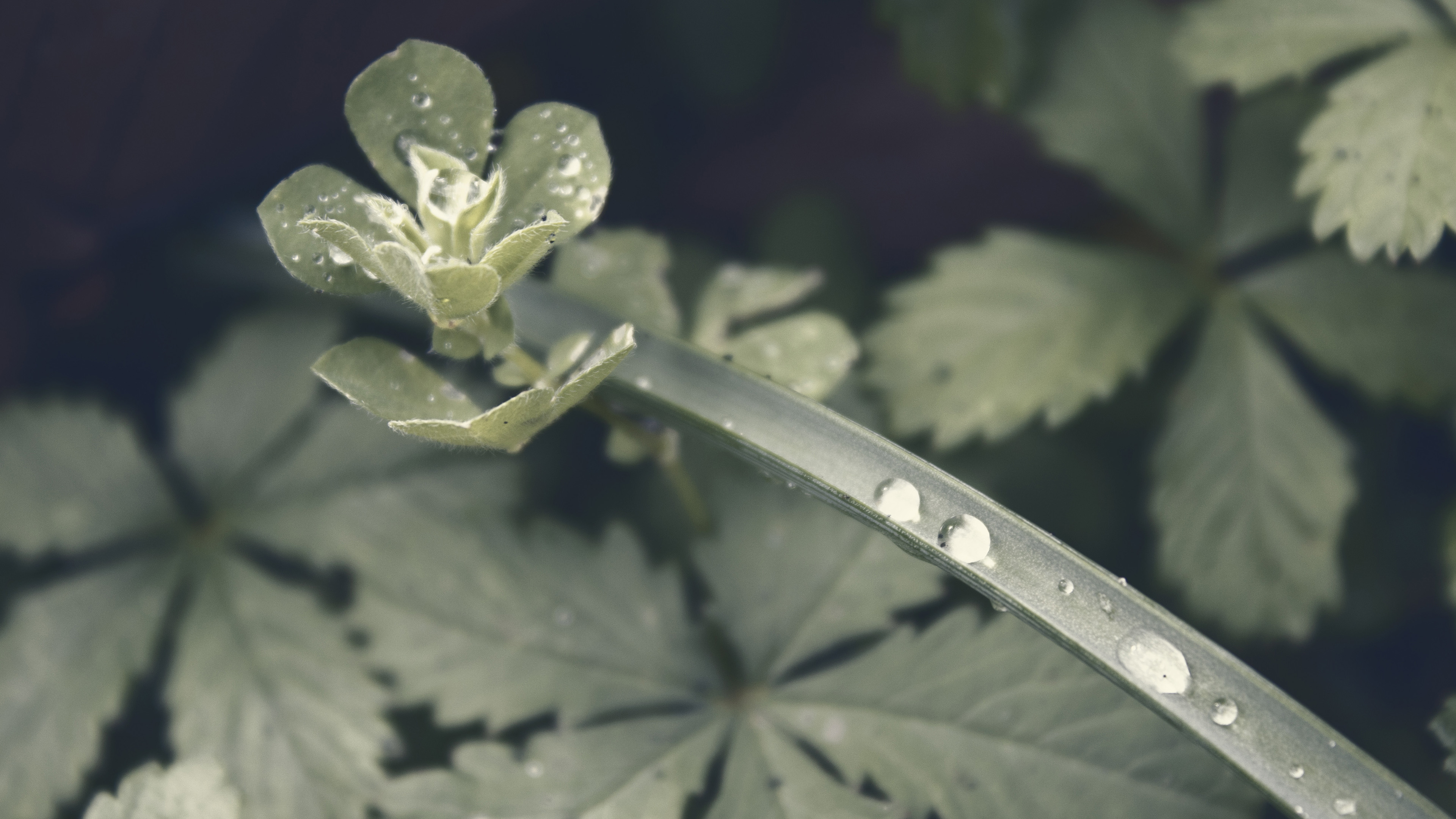 护眼壁纸,露水,水滴,树叶