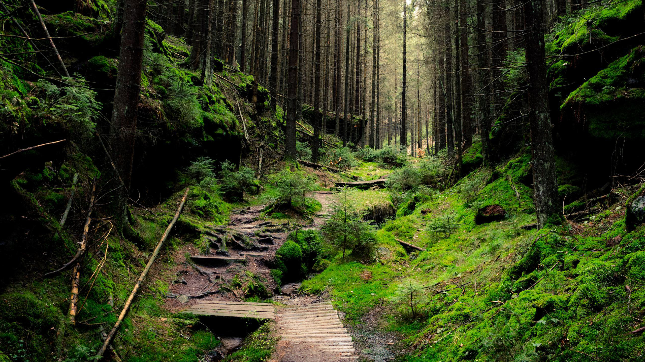 炎炎夏日,山坡,树林,清凉