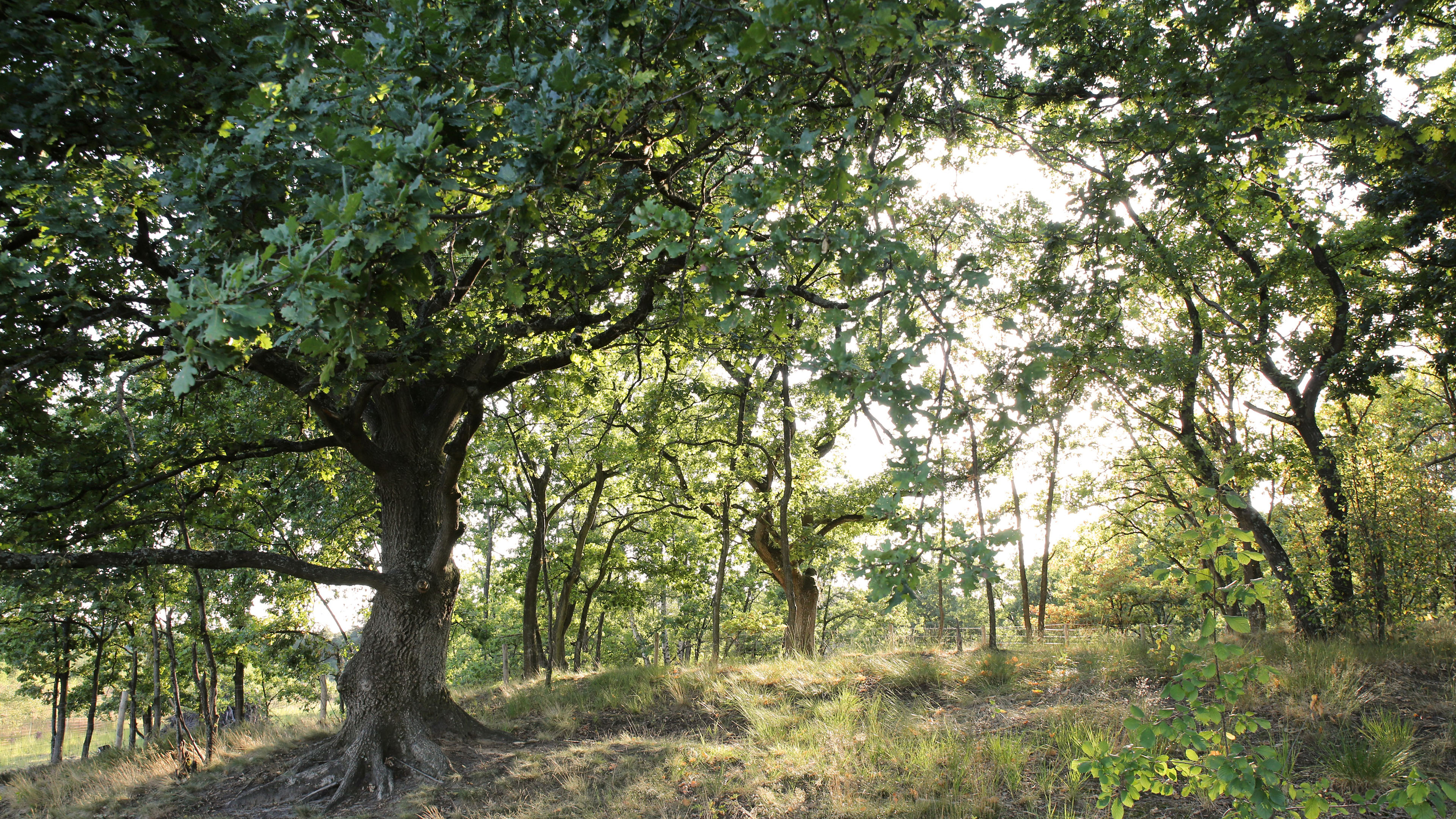 炎炎夏日,树林,森林,郊外