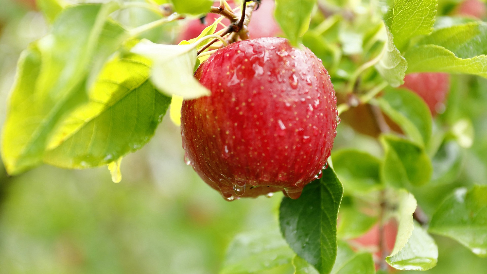 动感水果,苹果,树,新鲜