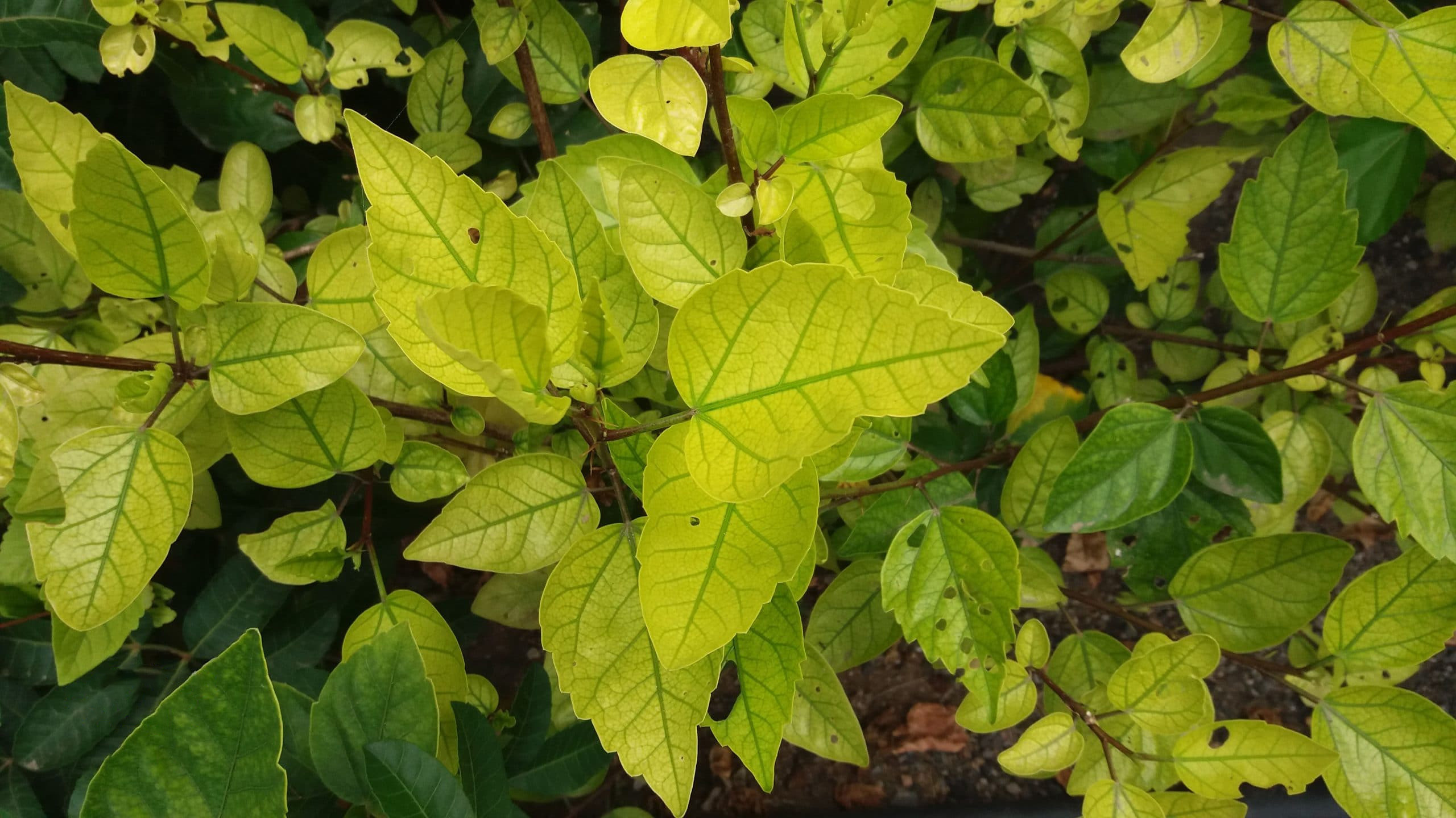 护眼壁纸,树叶,绿叶