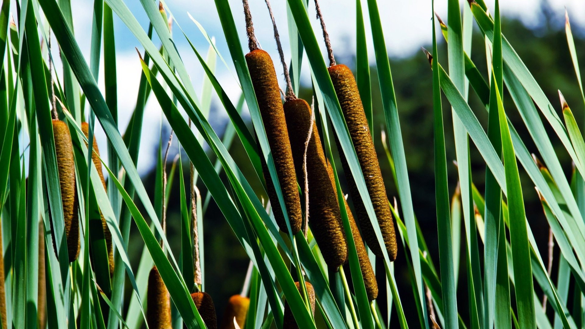 护眼壁纸,芦苇,桔梗