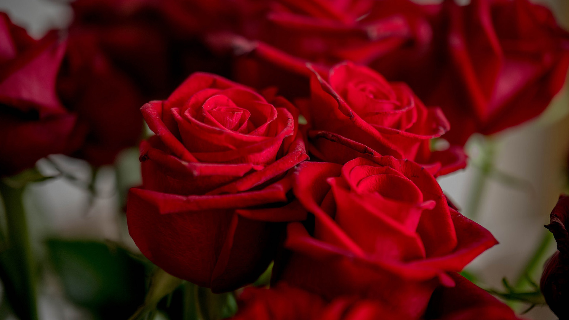 娇艳欲滴,玫瑰,鲜花