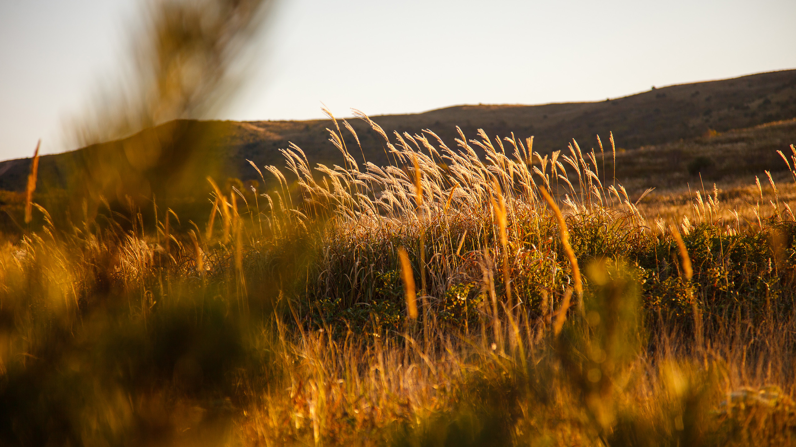 秋意正浓,芦苇荡,山坡