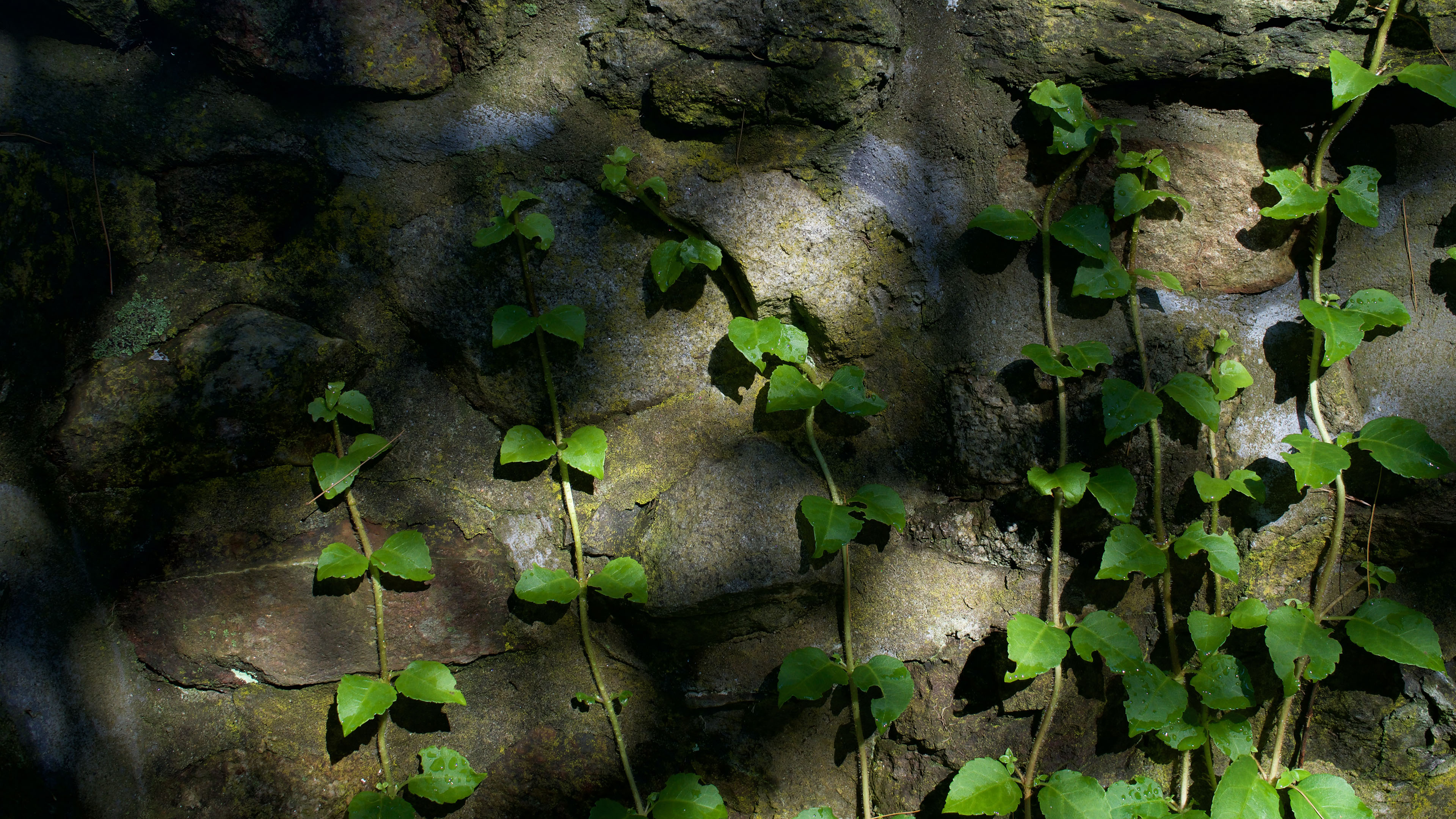 护眼壁纸,藤蔓,树荫,石头