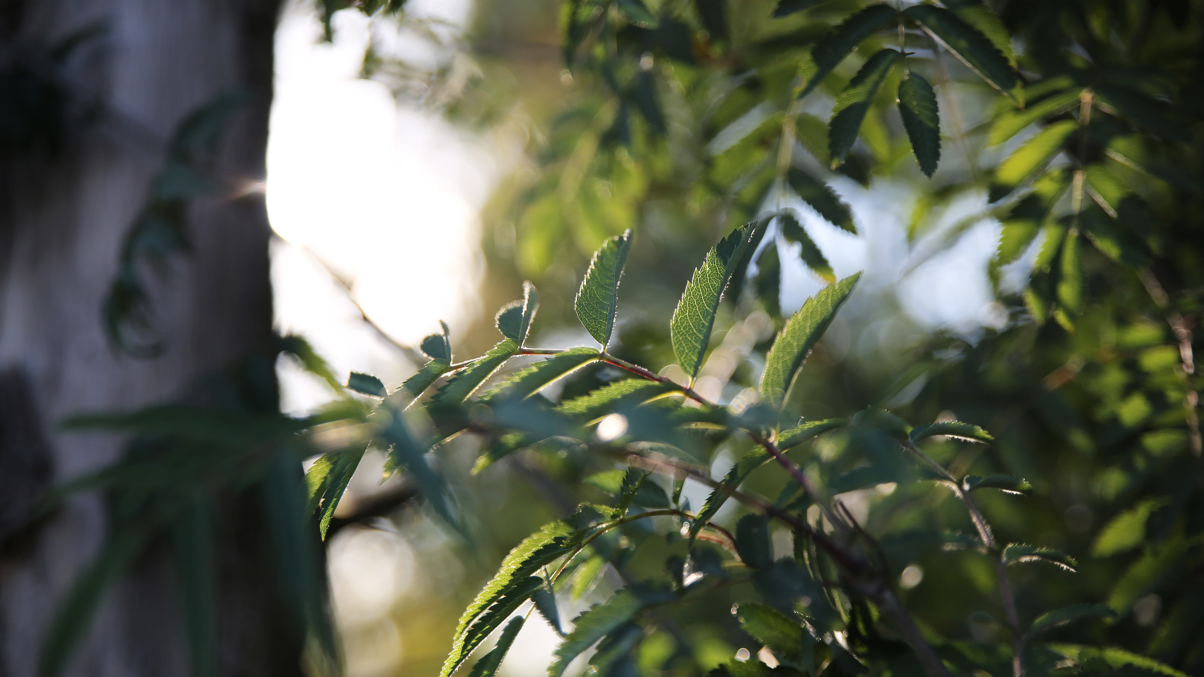 护眼壁纸,树叶,翠绿