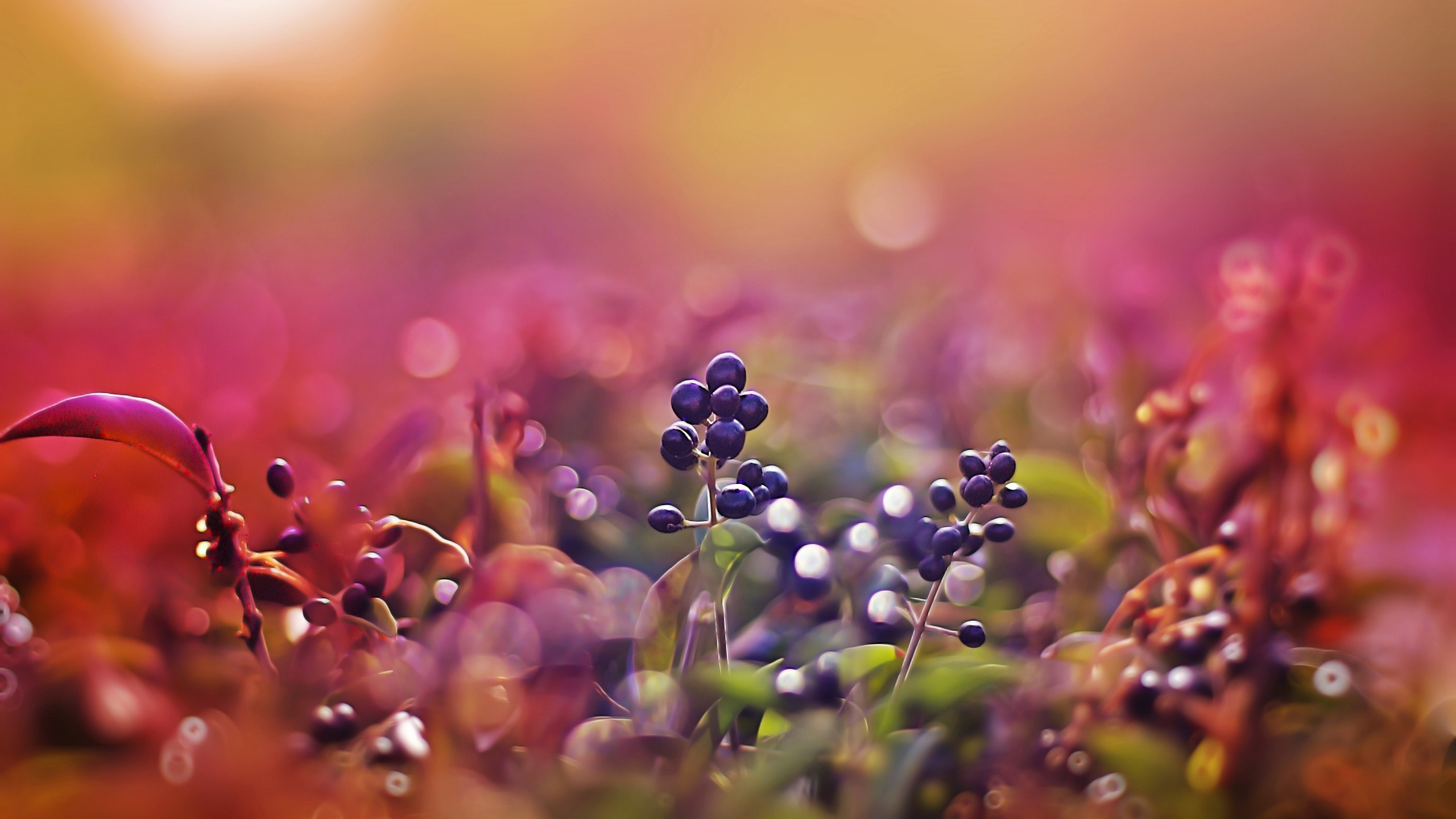 鸟语花香,花丛,梦幻,浪漫