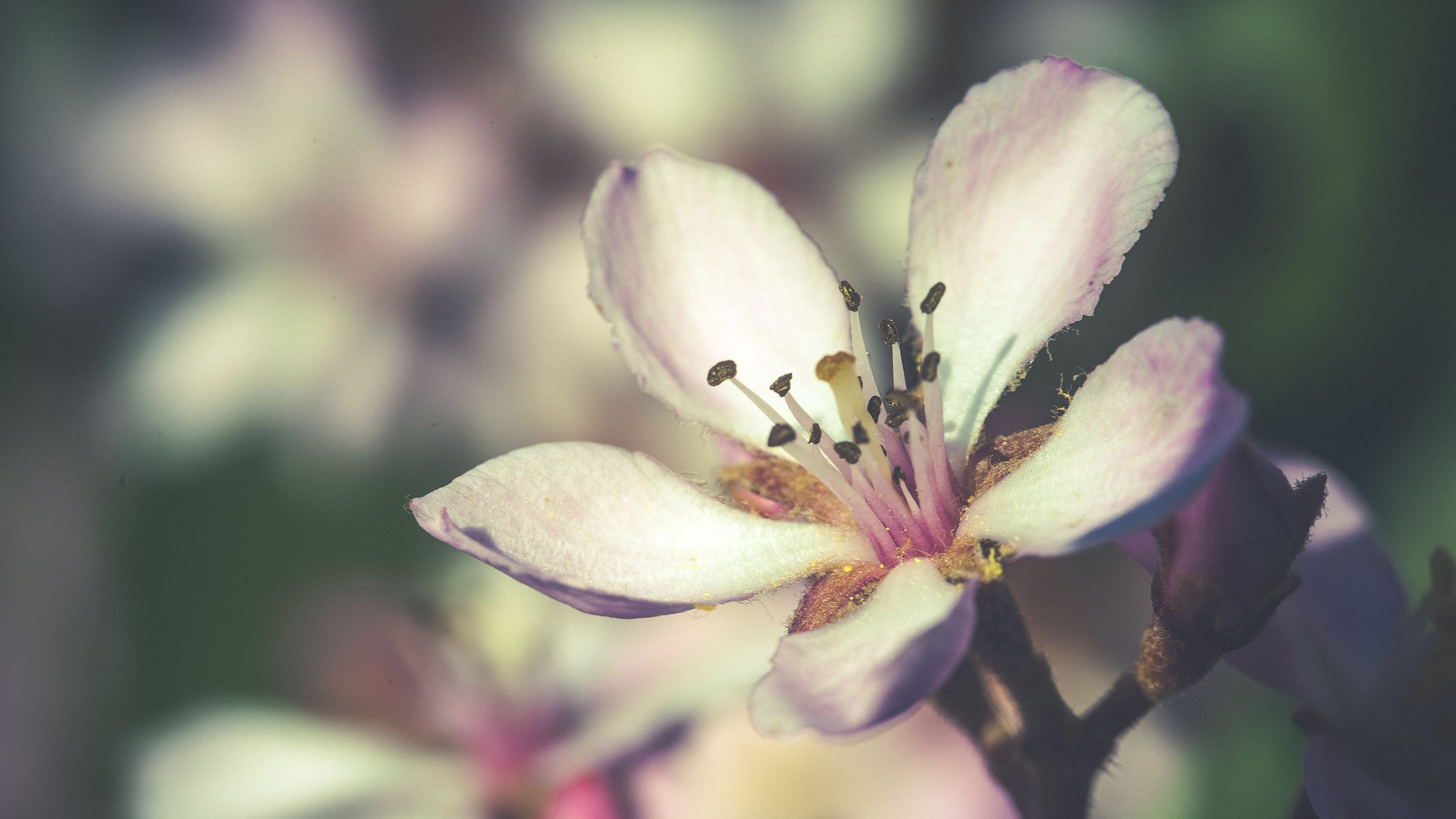 鸟语花香,花蕊,花朵,特写