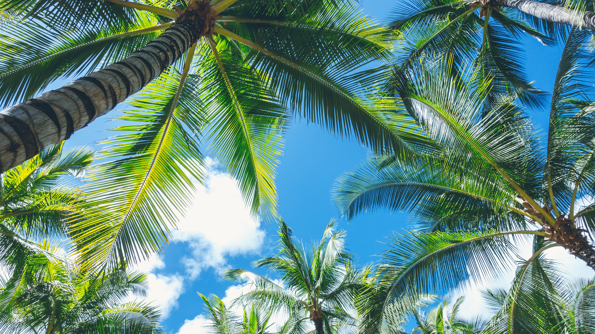 蓝天白云,椰树,赤道,热带