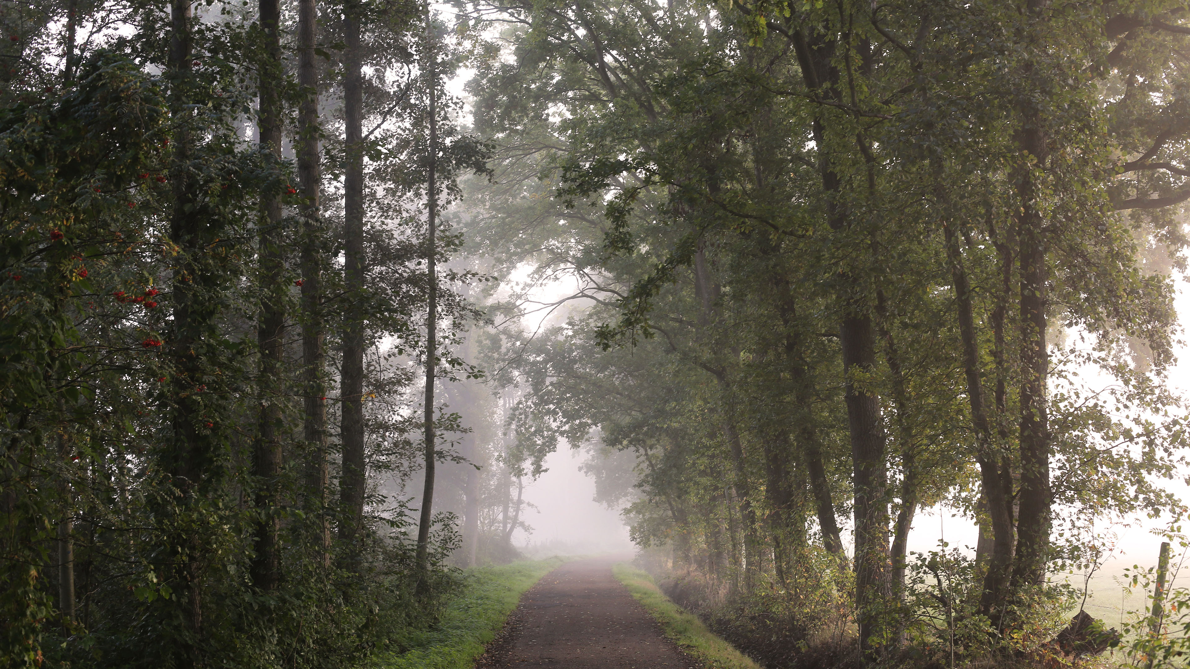 自然风光,树林,小路,晨雾