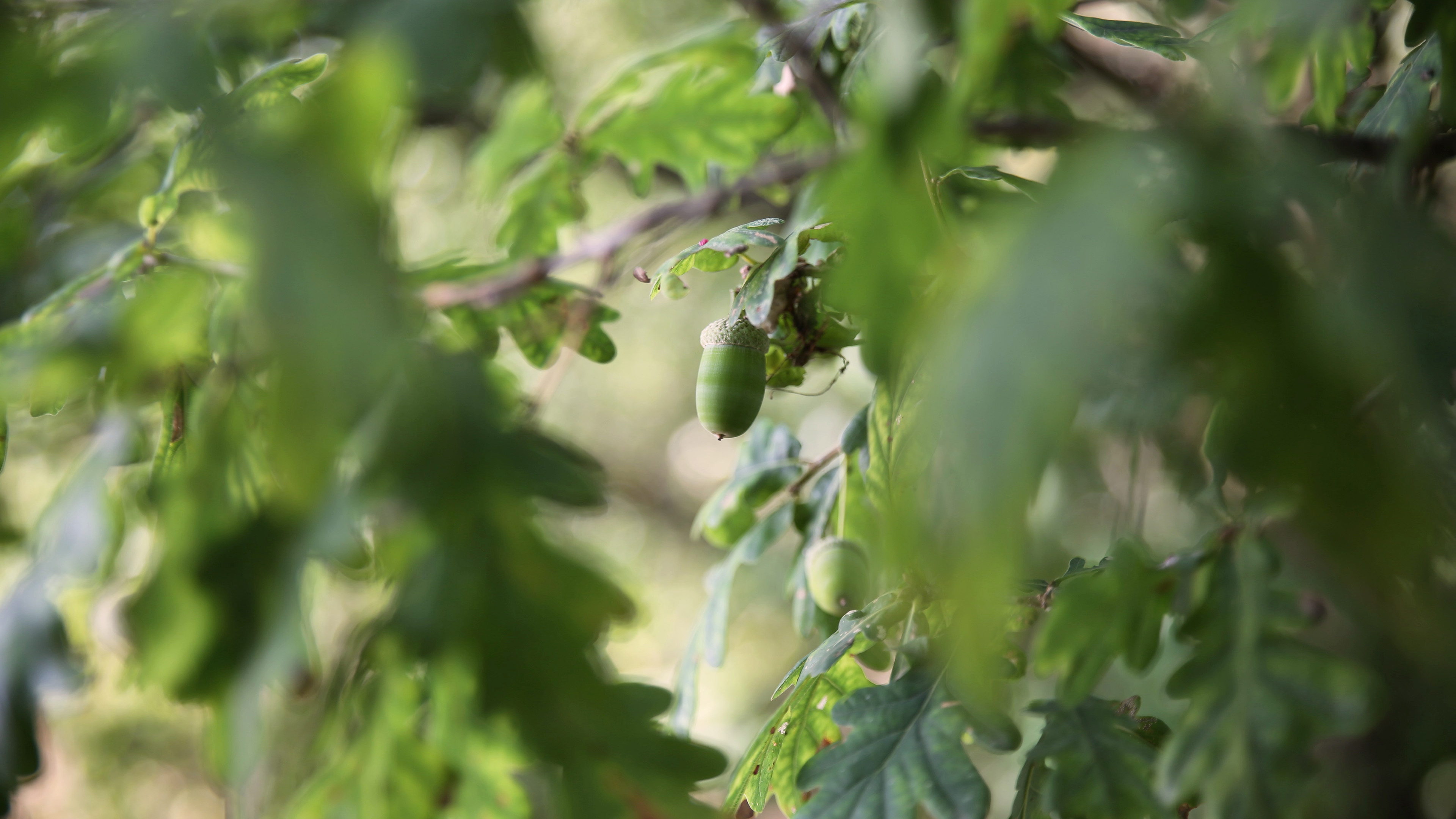 护眼壁纸,树林,果实