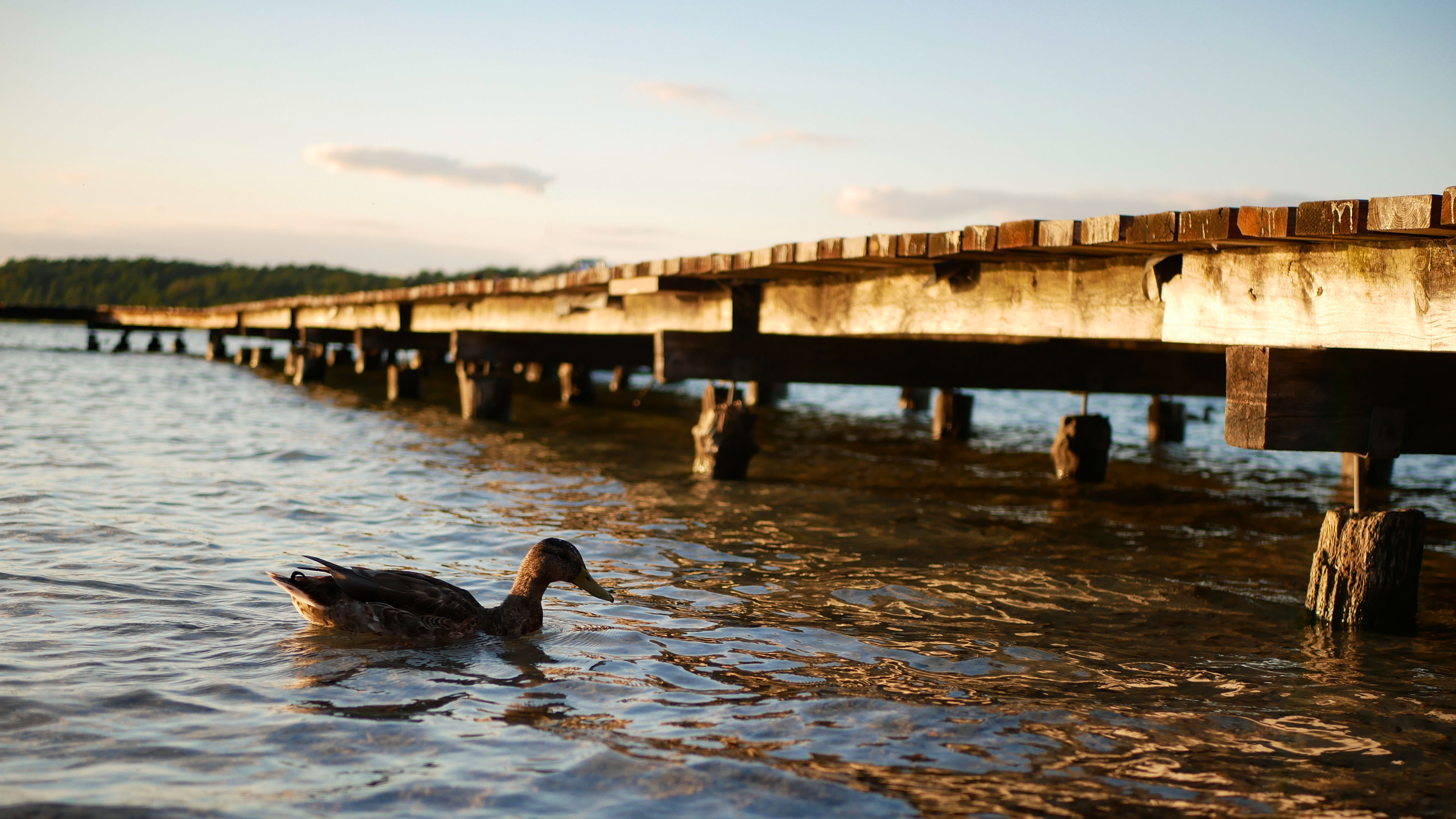 小鸟天地,鸭子,木桥