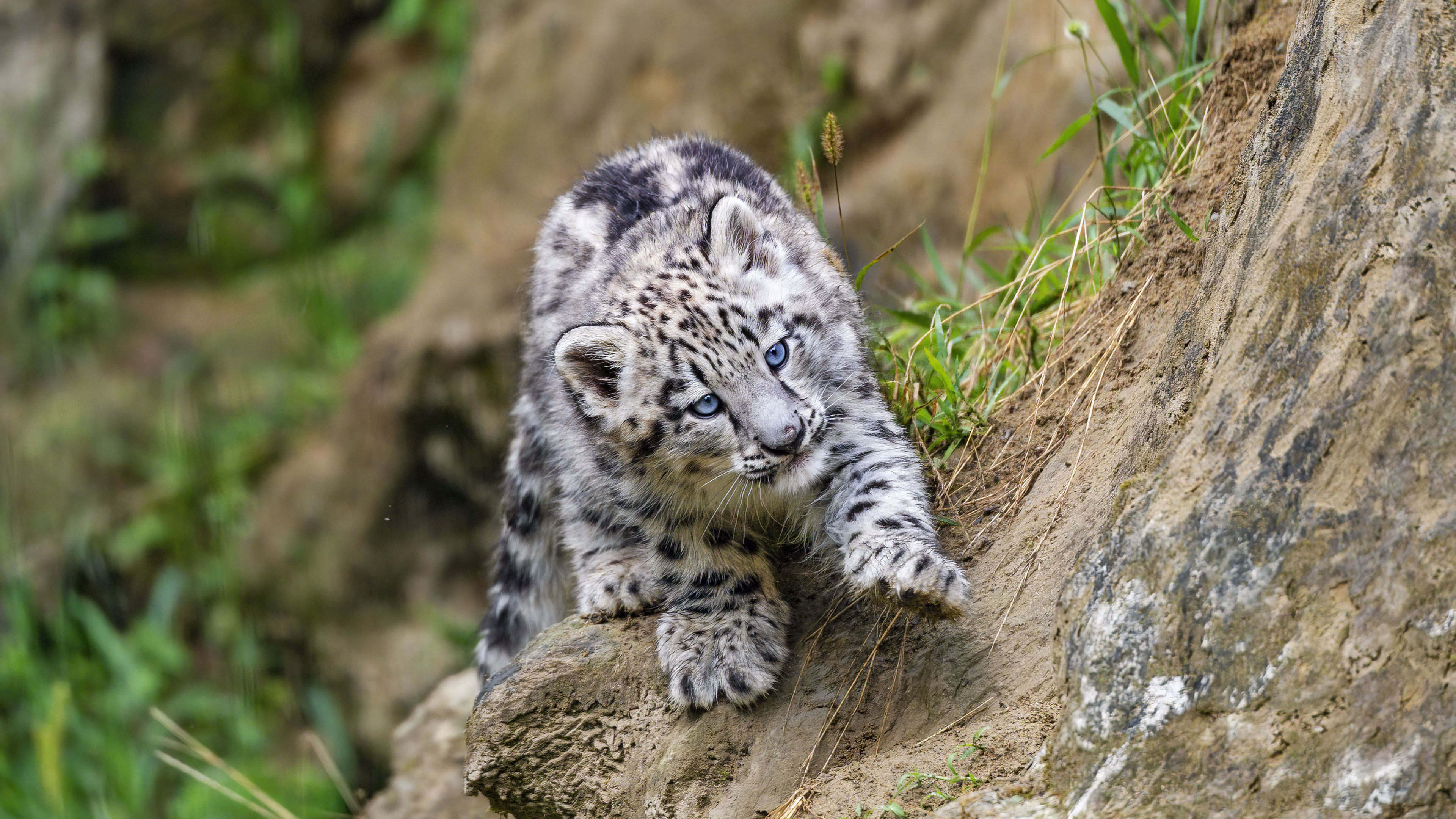 喵星人,豹猫,小野兽