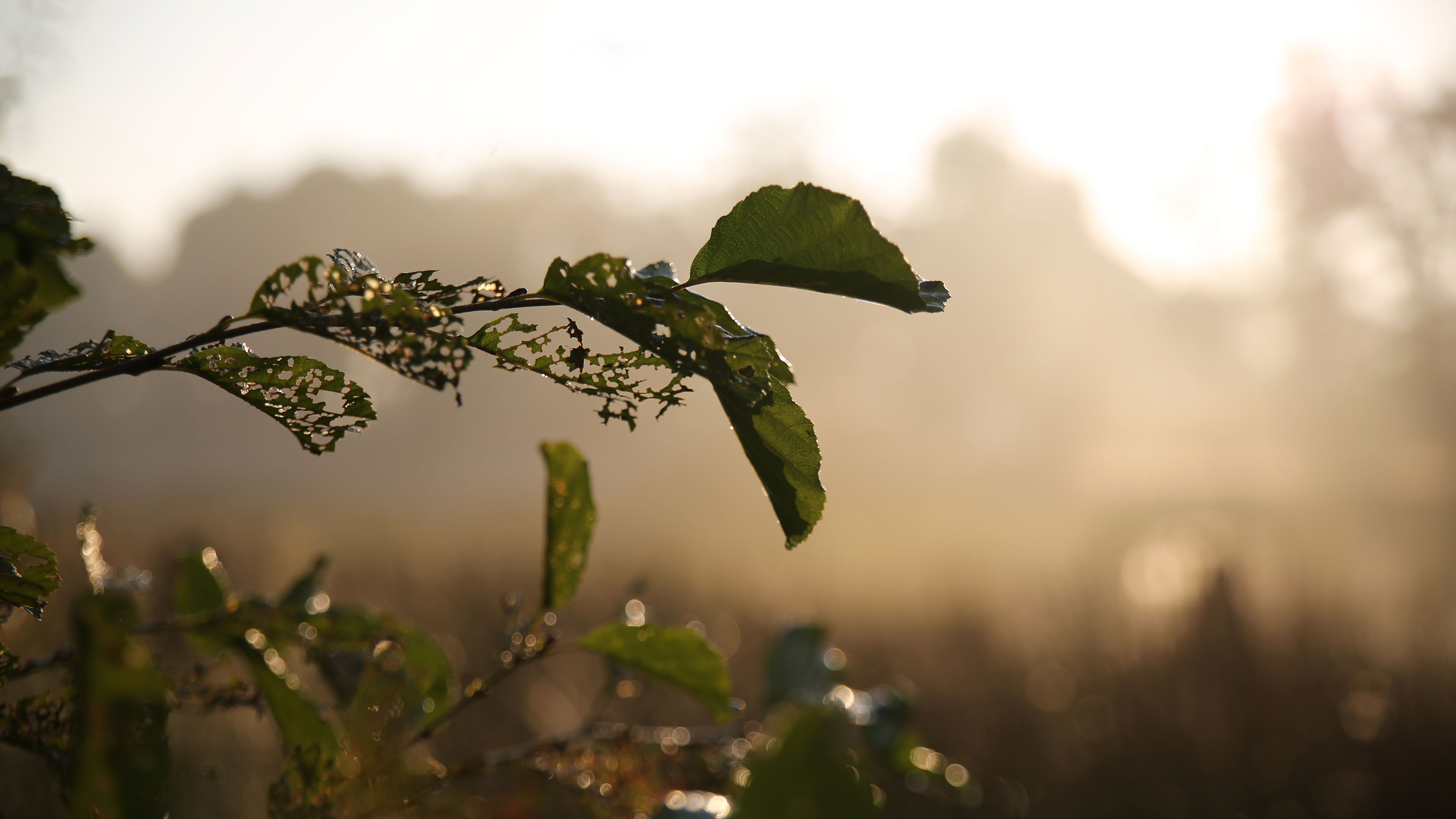 自然风光,清晨,树叶,经脉