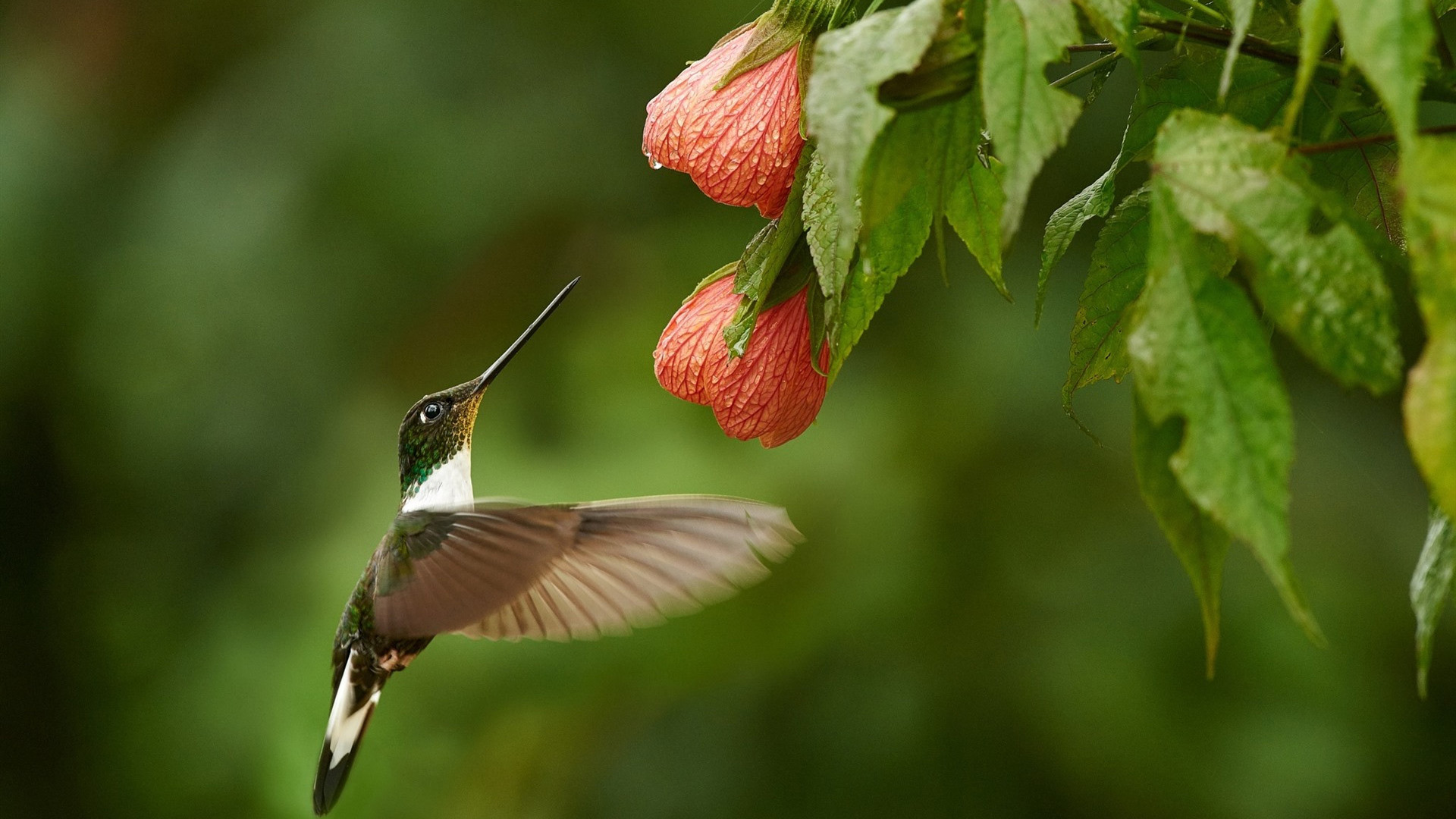 小鸟天地,蜂鸟,采蜜