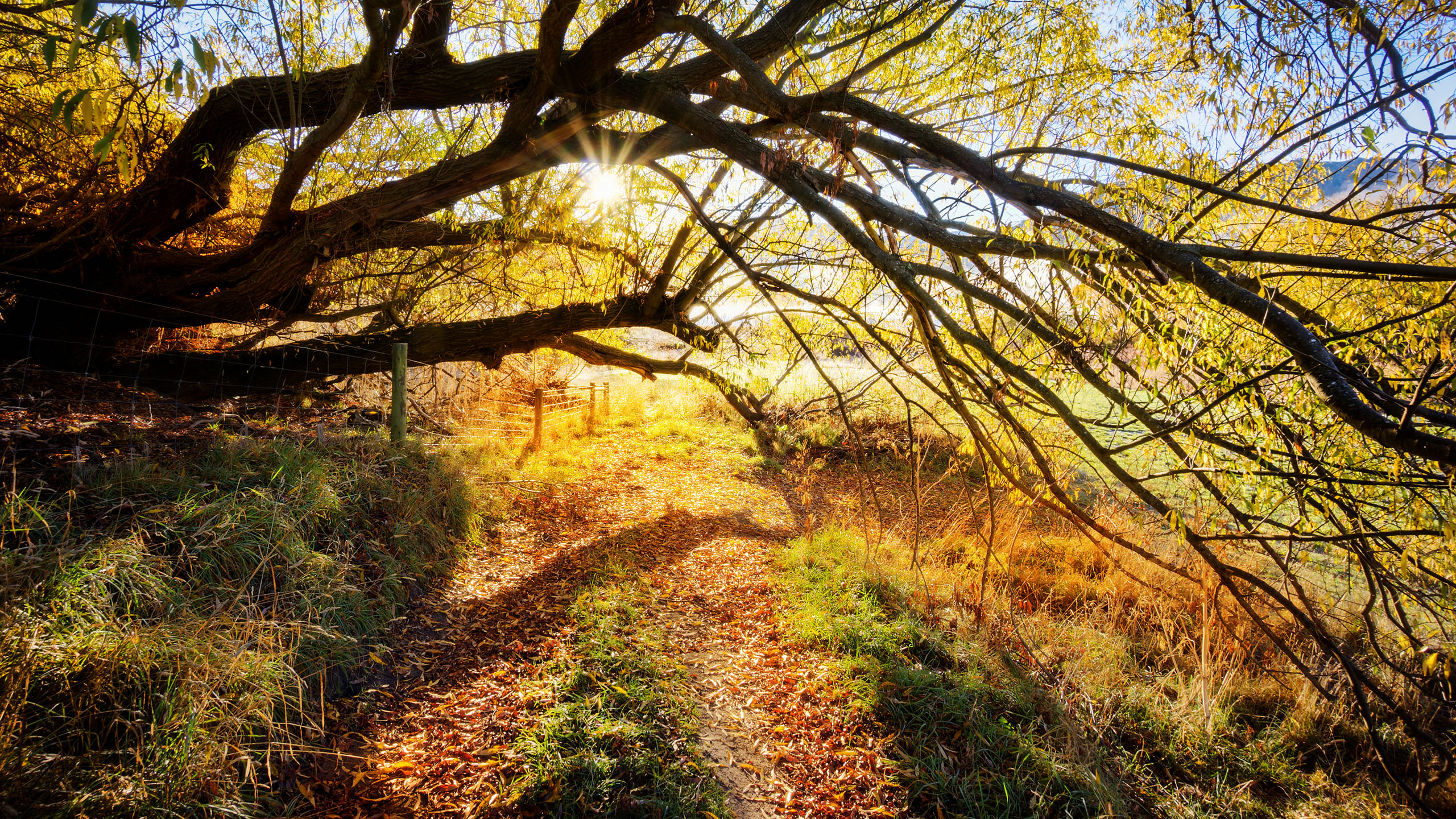 秋意正浓,阳光,郊外,落叶