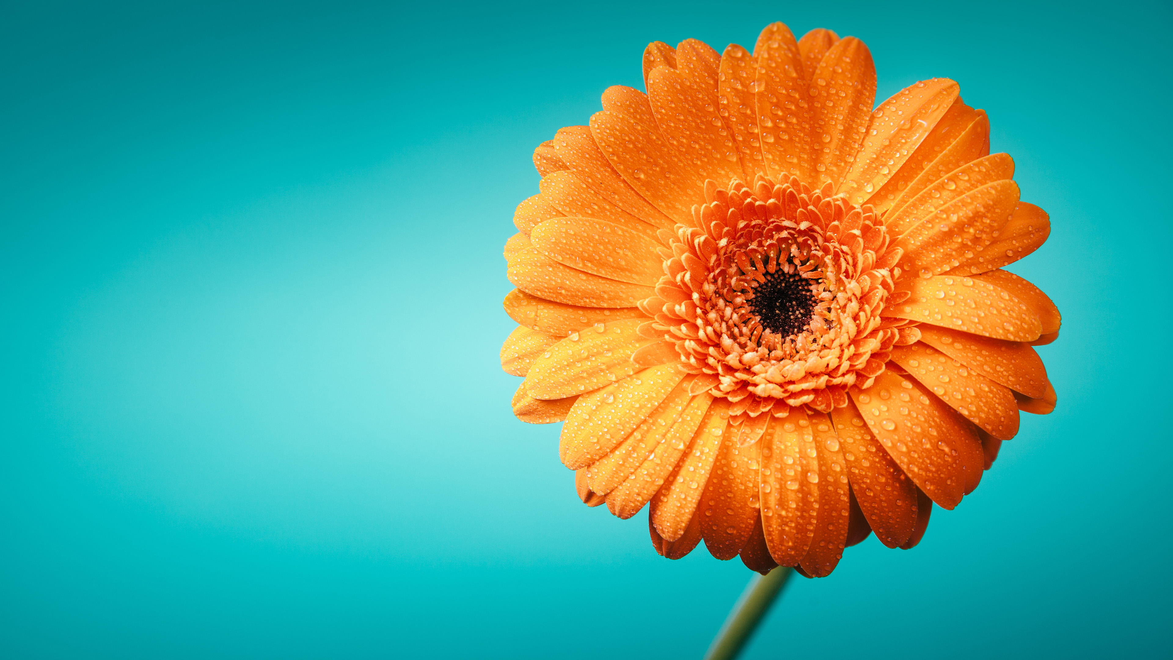 娇艳欲滴,菊花,水滴