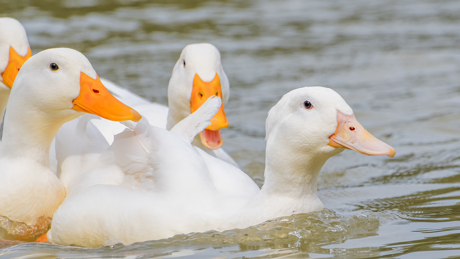 小鸟天地,肥鸭子,小溪,一群鸭