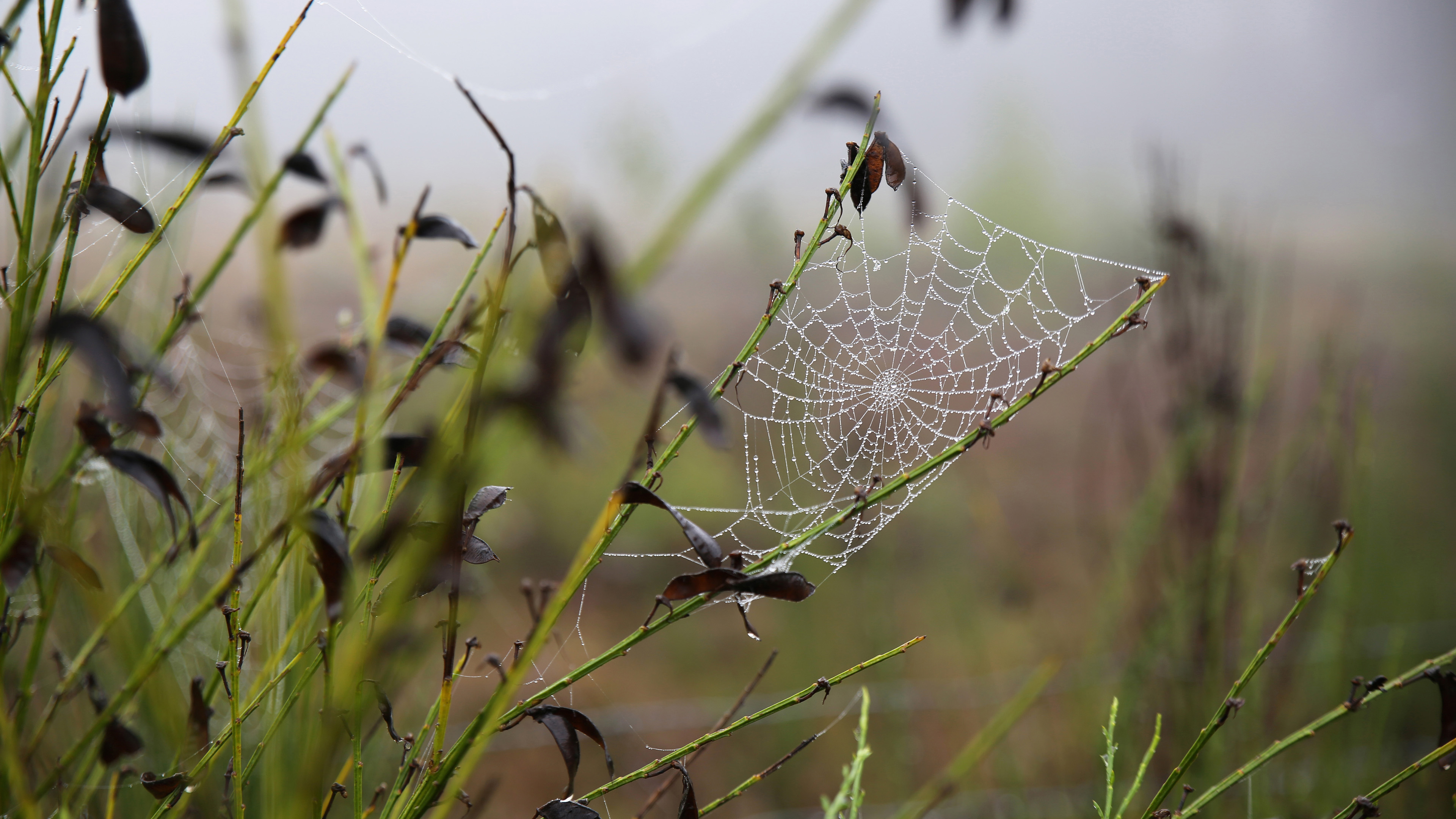 静物写真,蜘蛛网,野外,郊外