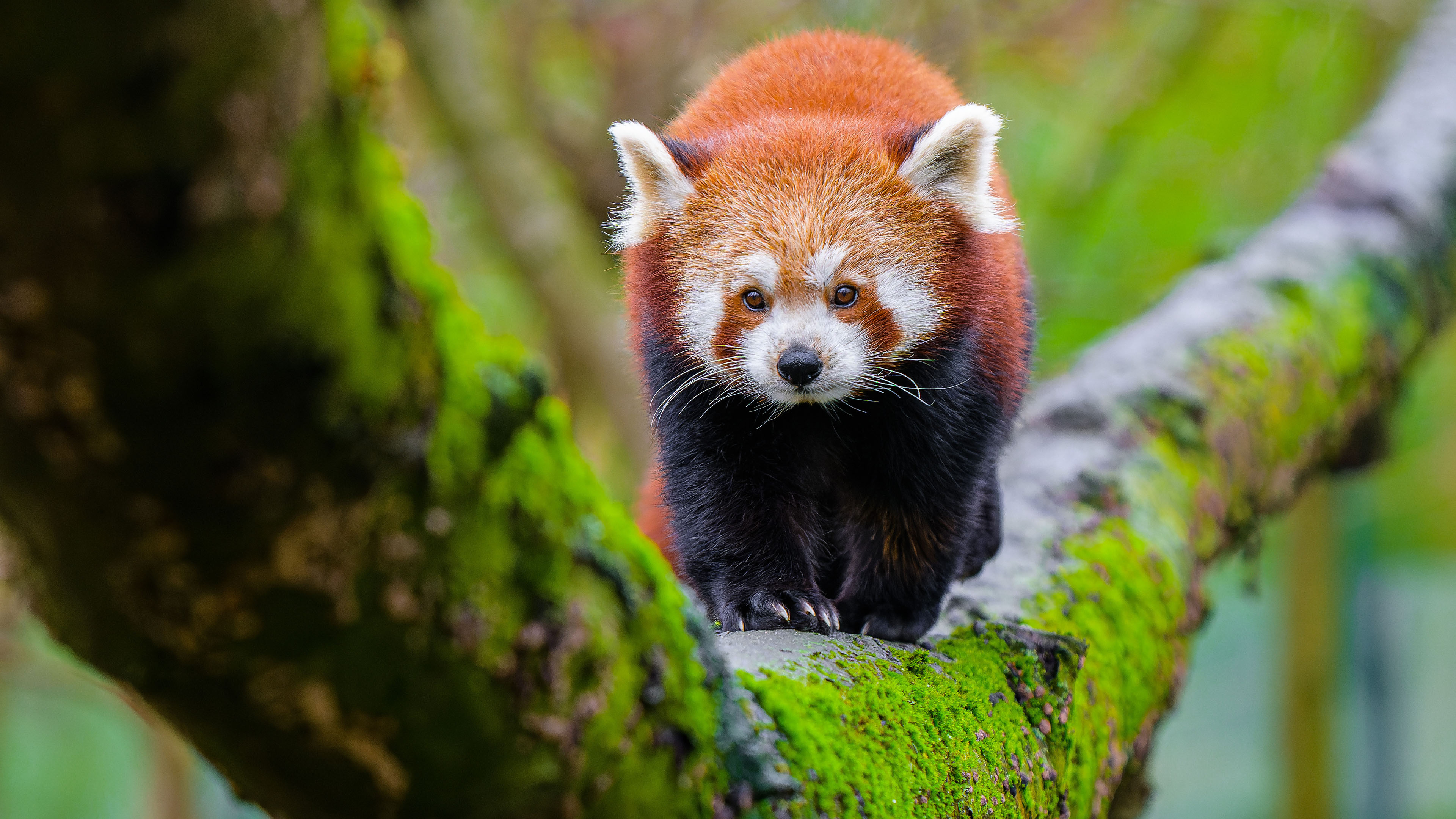 野生动物,浣熊,小熊猫,青苔