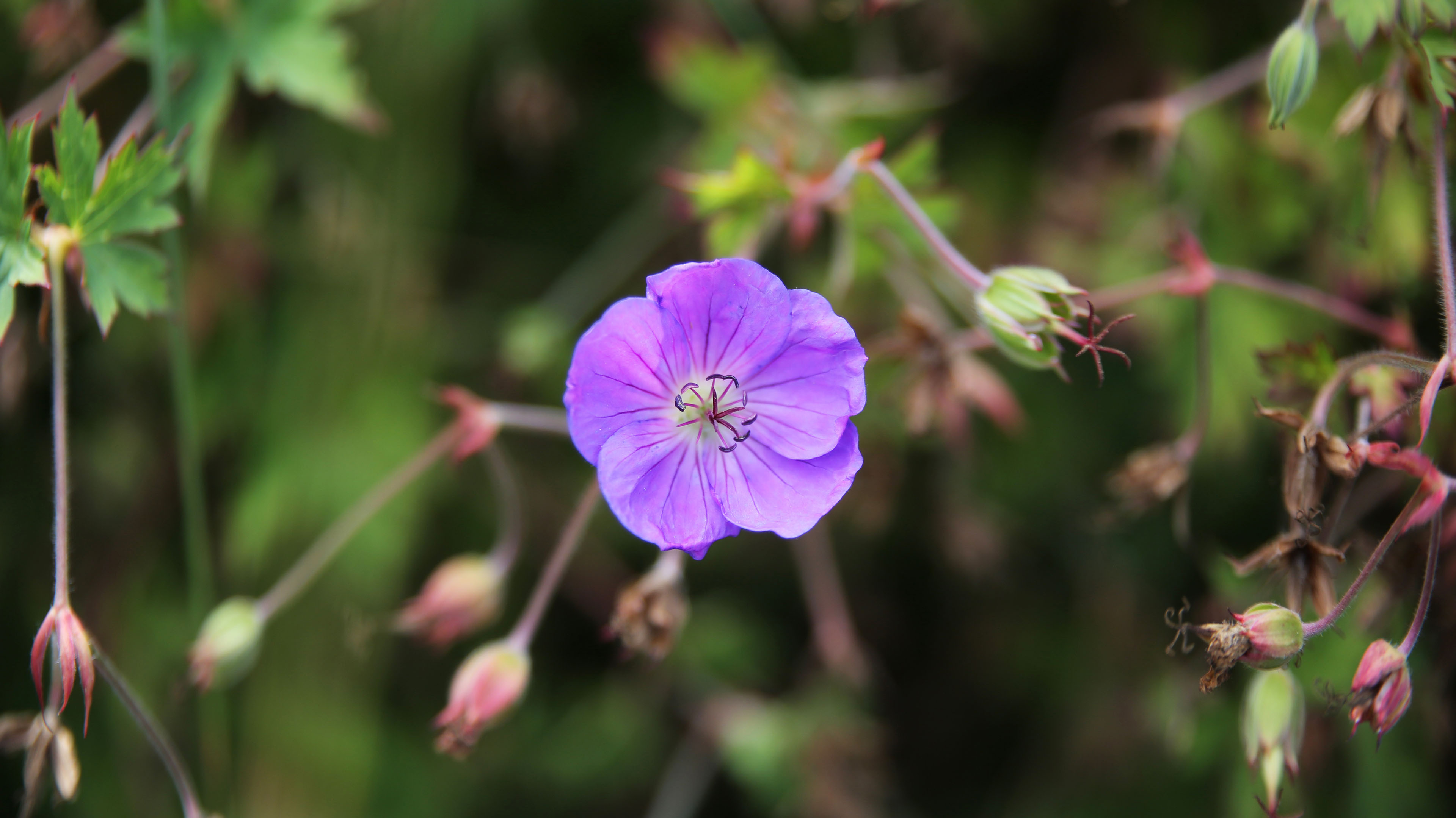 鸟语花香,紫色花,花丛