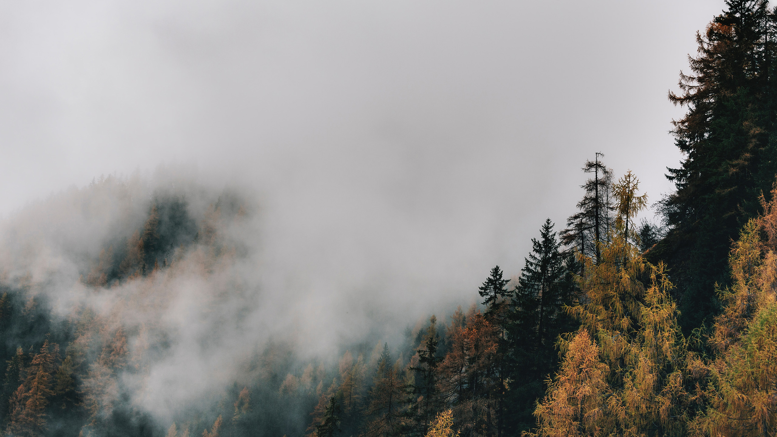 秋意正浓,树林,云雾,丛林