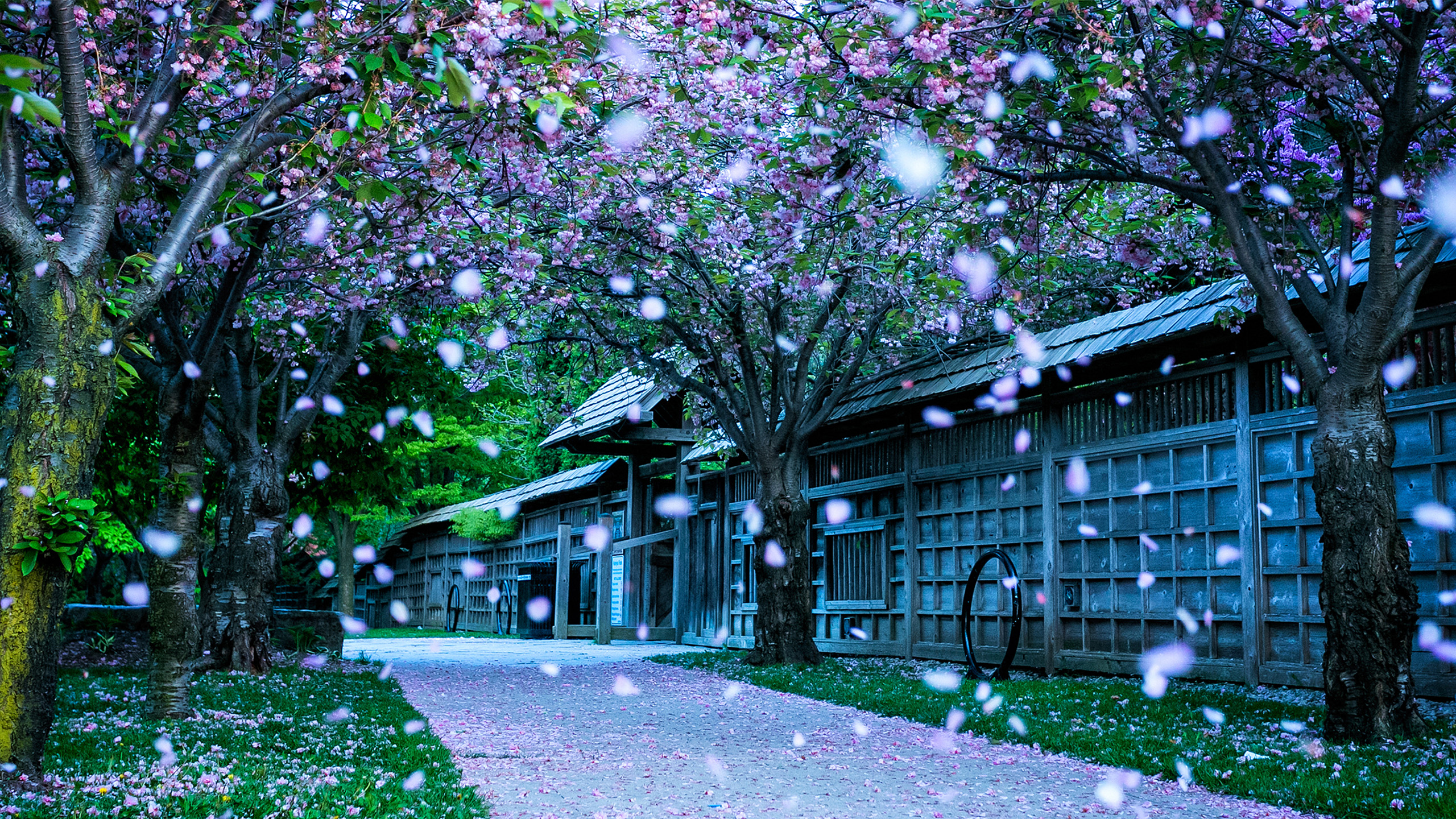 樱花,院落,小路,院墙