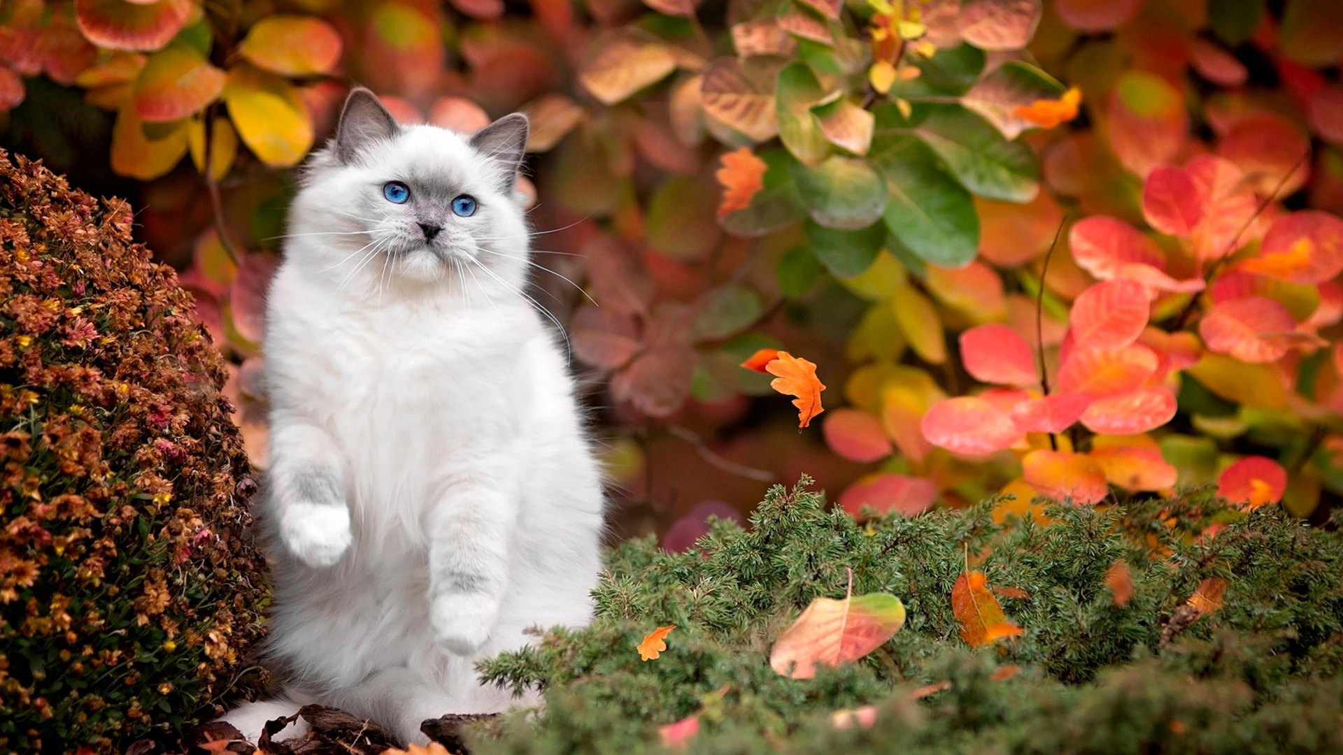 喵星人,肥猫,秋天