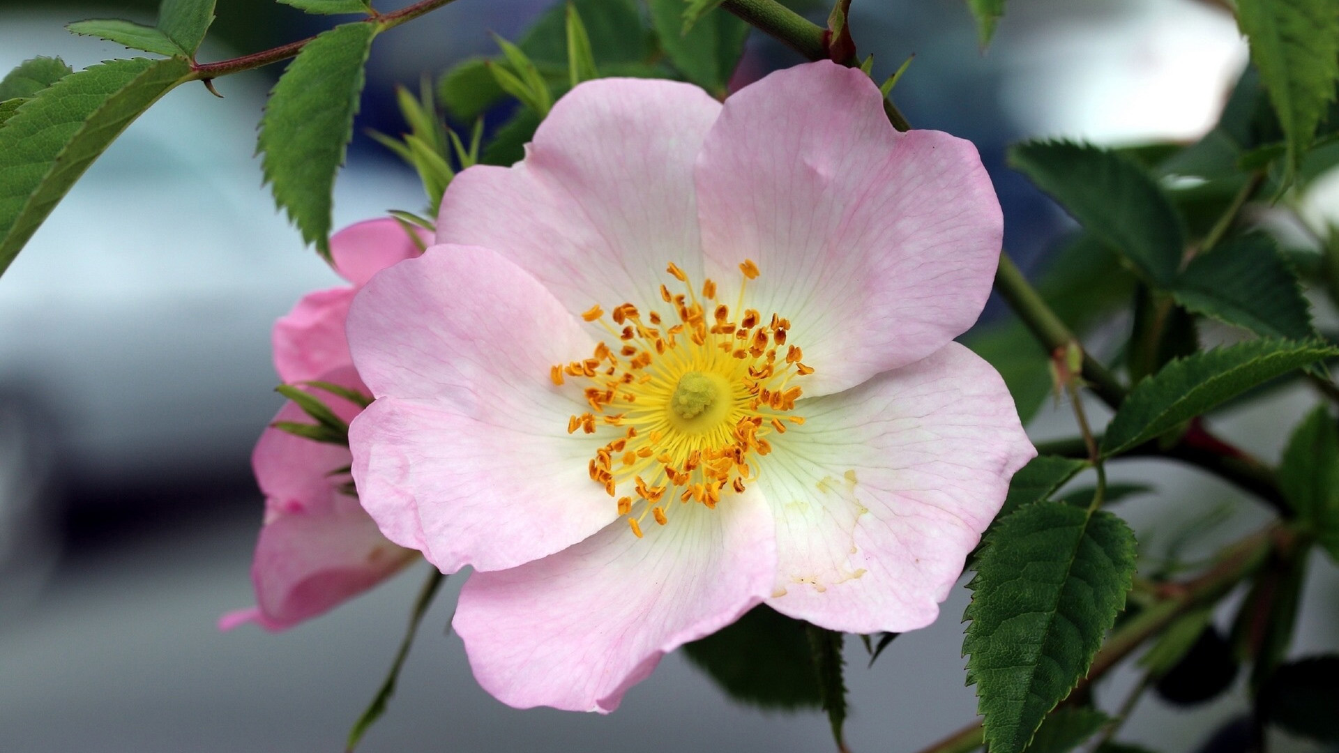 鸟语花香,花蕊,花朵