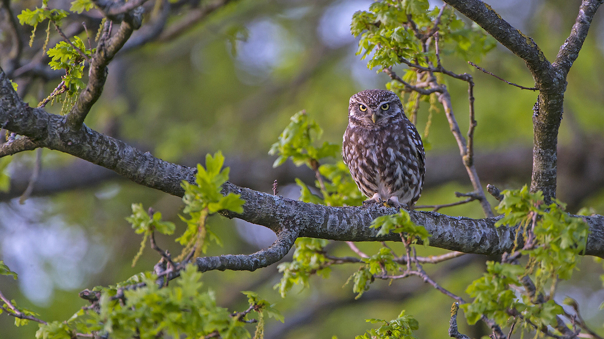 小鸟天地,猫头鹰,树枝