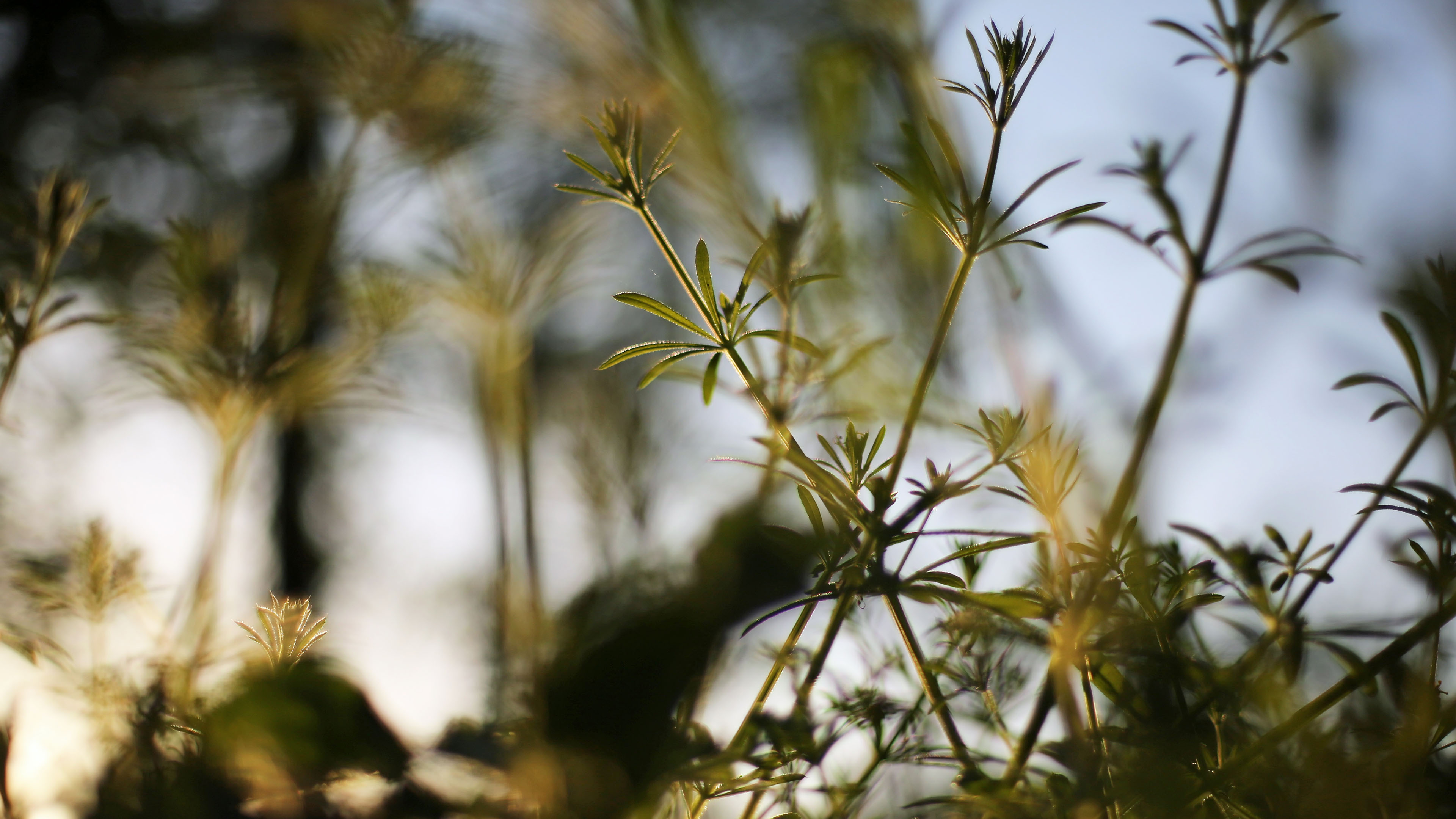 护眼壁纸,树林,树丛,大自然