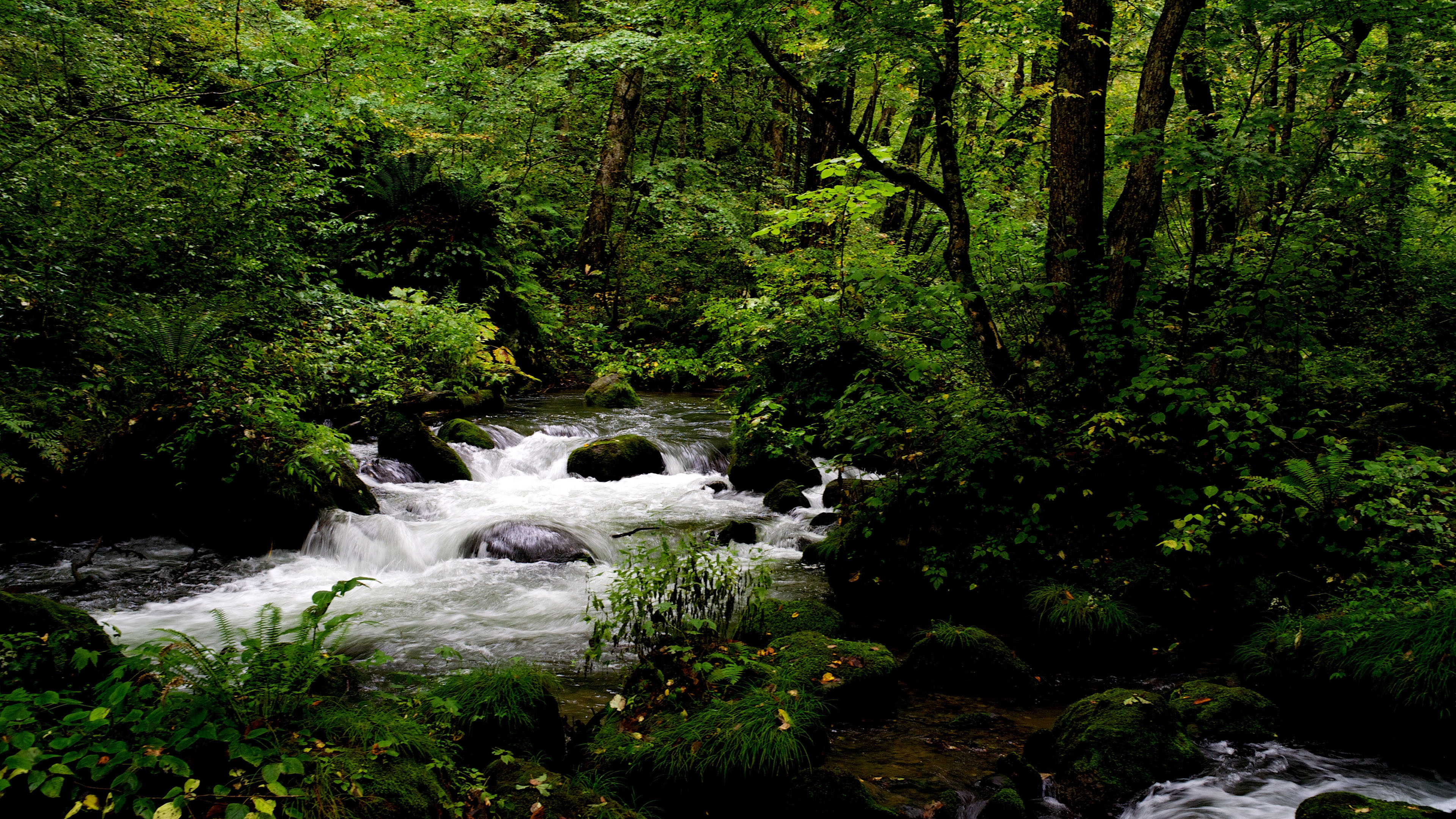 炎炎夏日,树林,小溪,流水