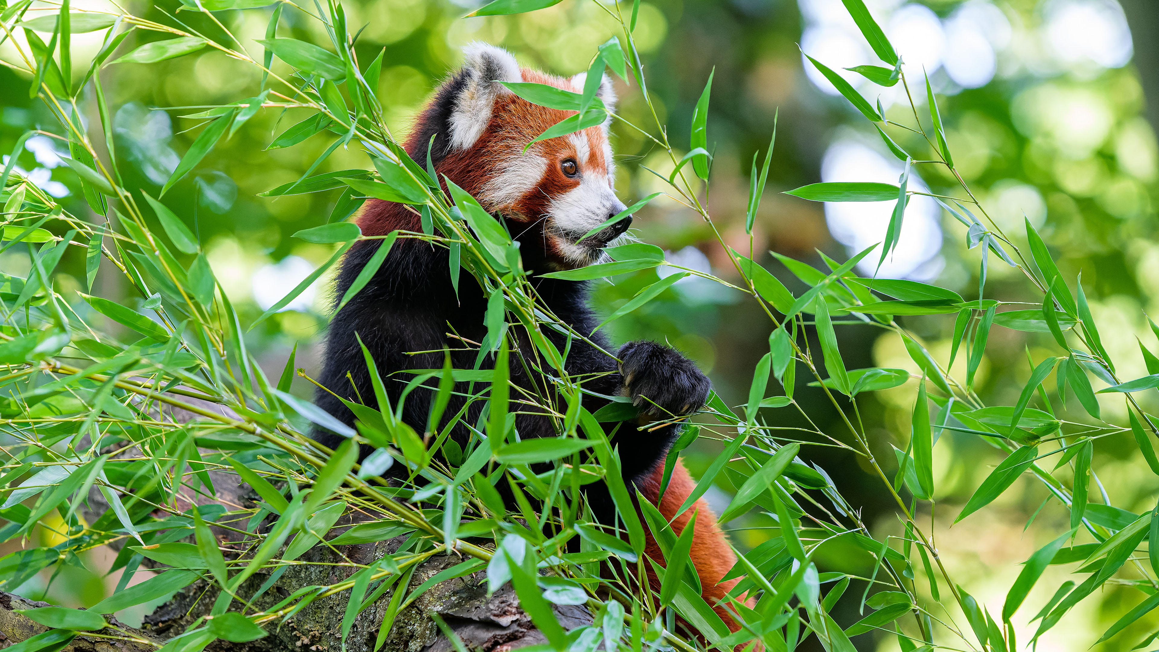 野生动物,竹林,小熊猫,森林