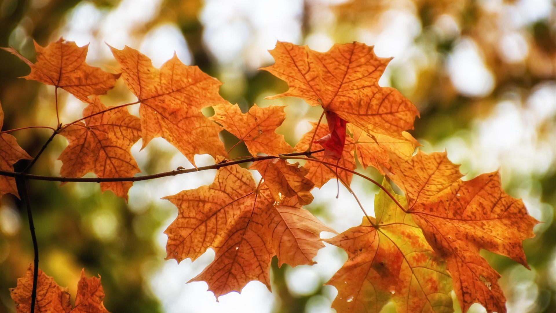 秋意正浓,深秋,树叶,枫叶,枝头