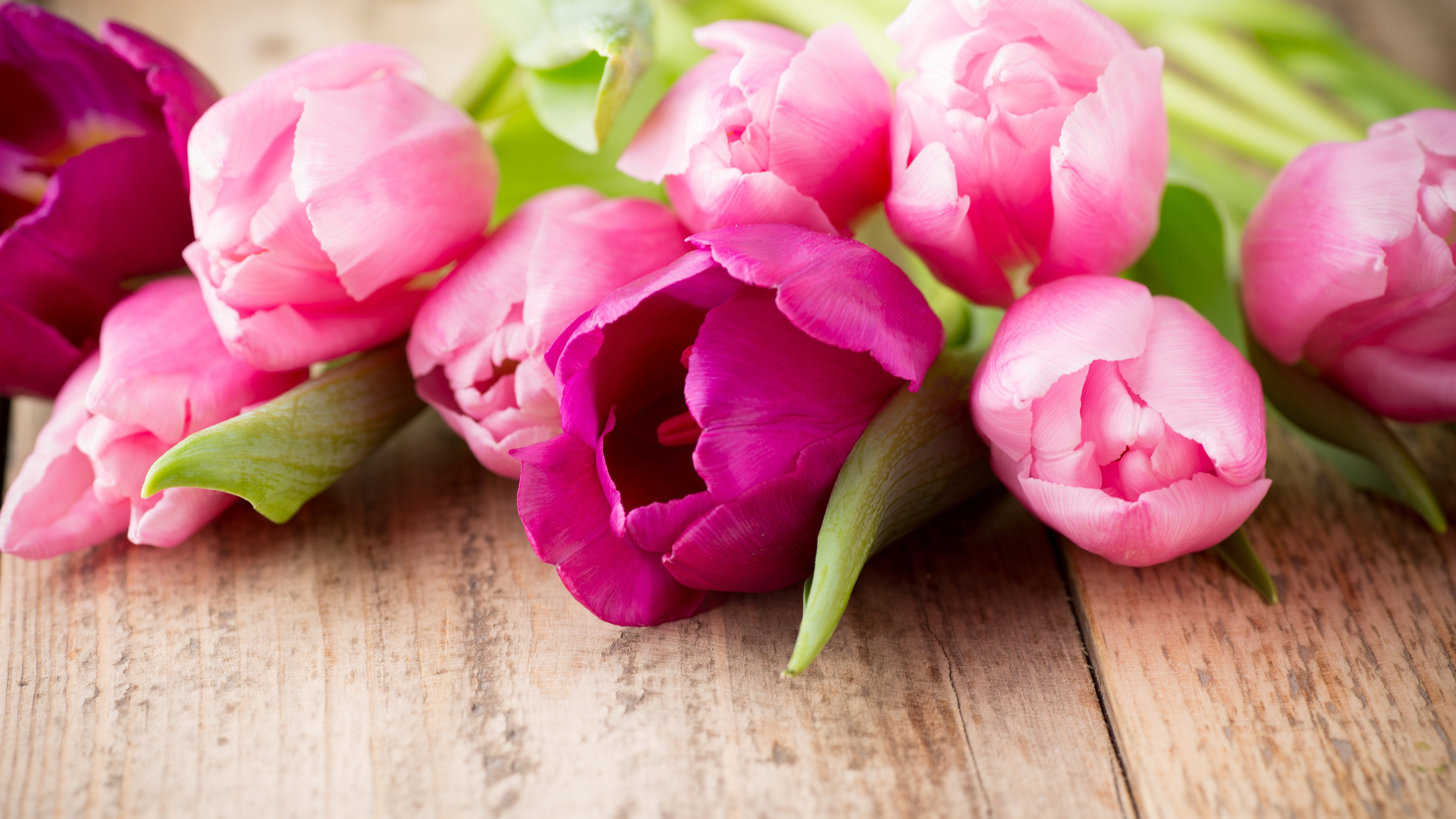 娇艳欲滴,花朵,郁金香