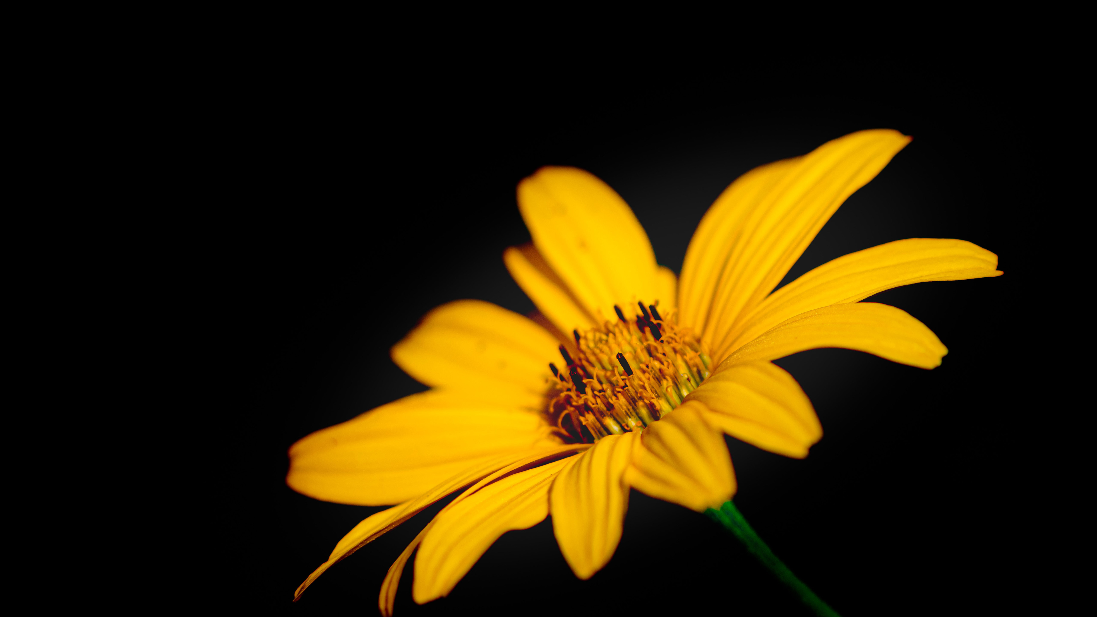 娇艳欲滴,小菊花,花蕊