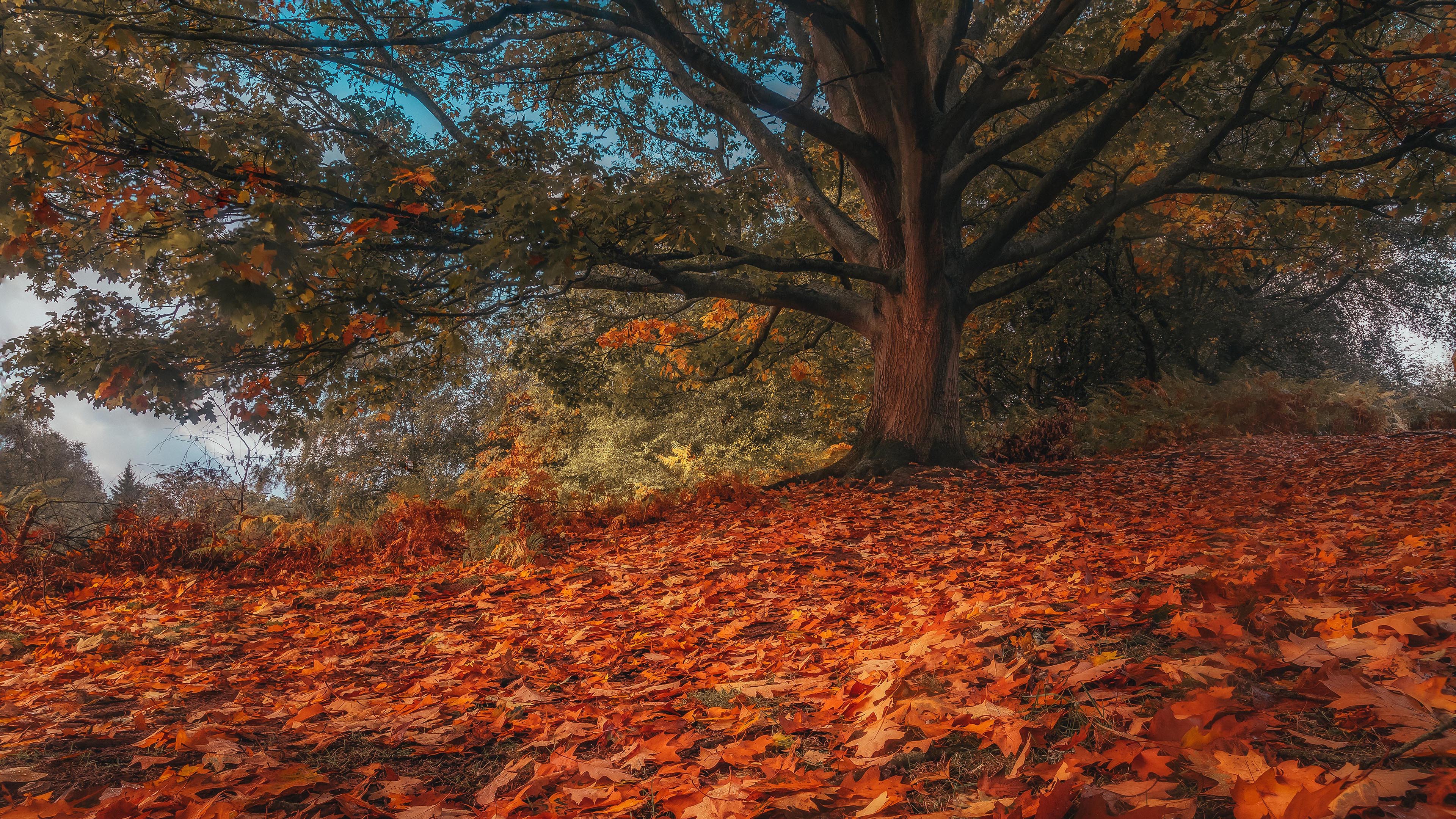 秋意正浓,参天大树,落叶,肃杀