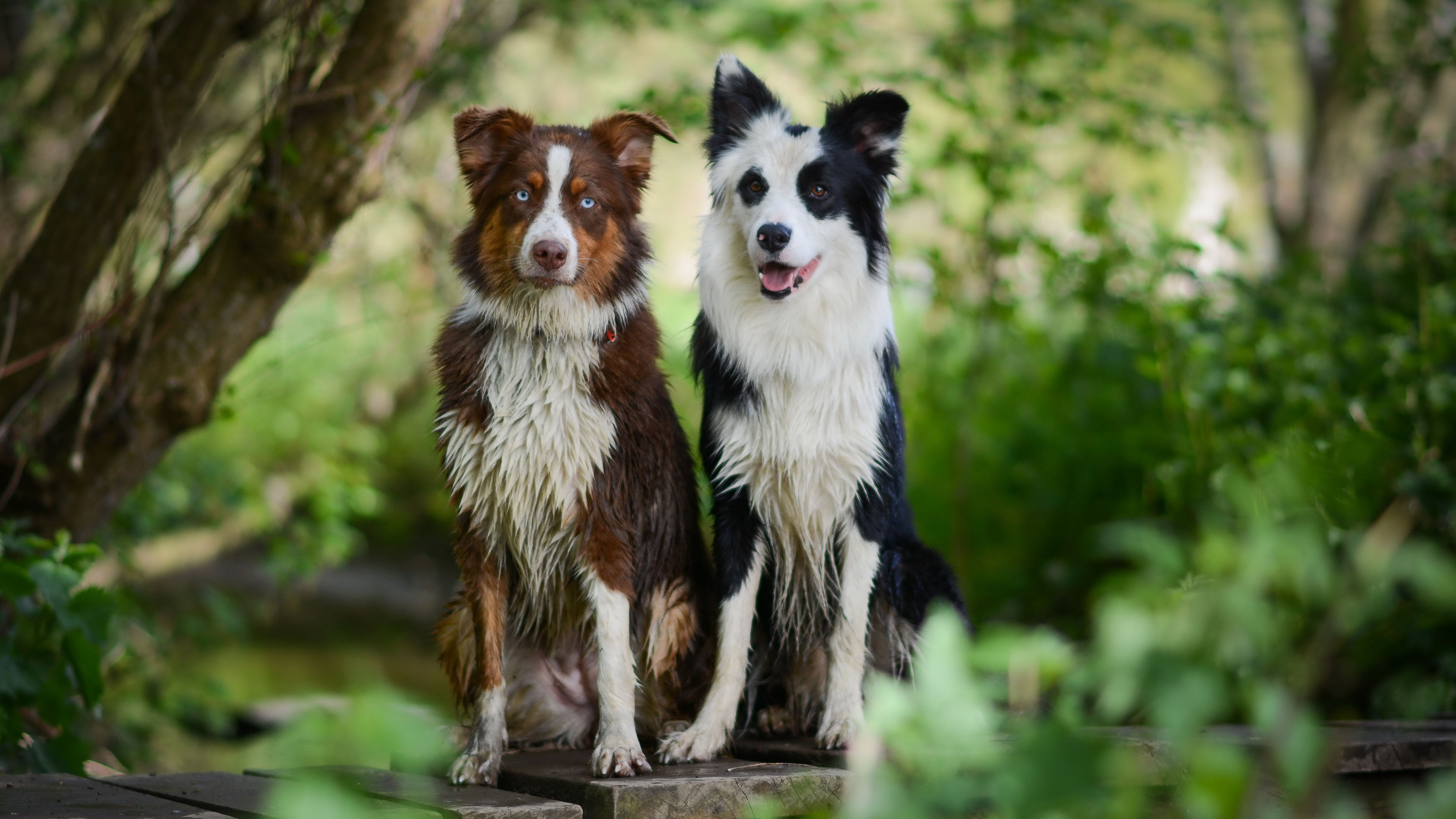 汪星人,两只狗狗,花狗