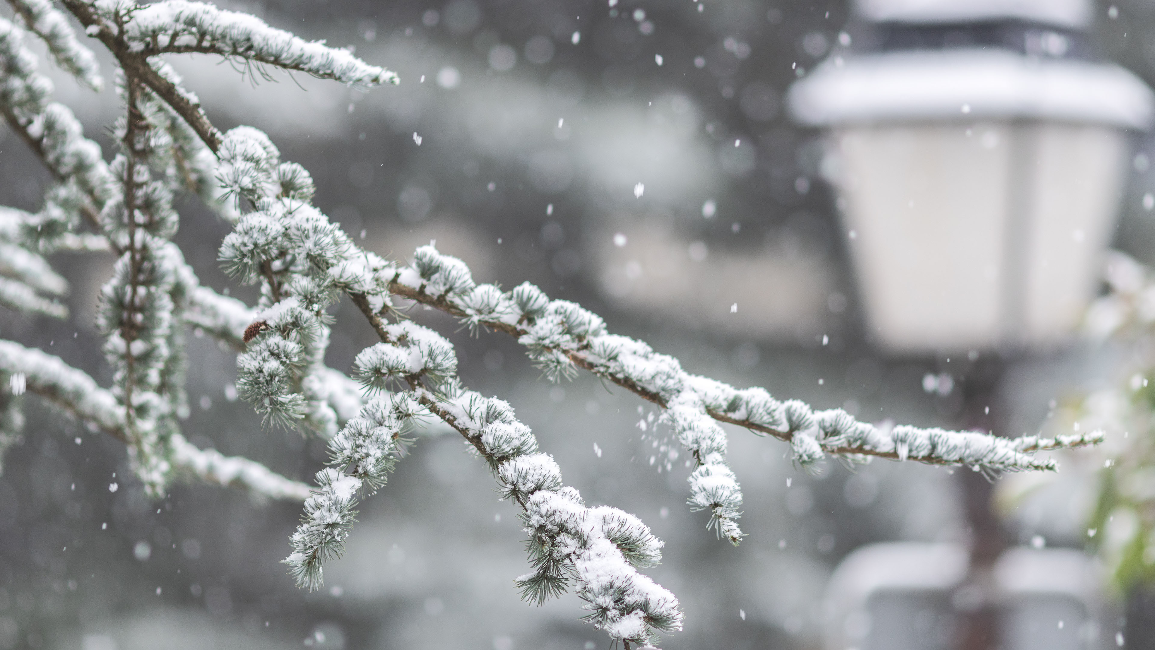 冰天雪地,松树,树枝,大雪纷纷