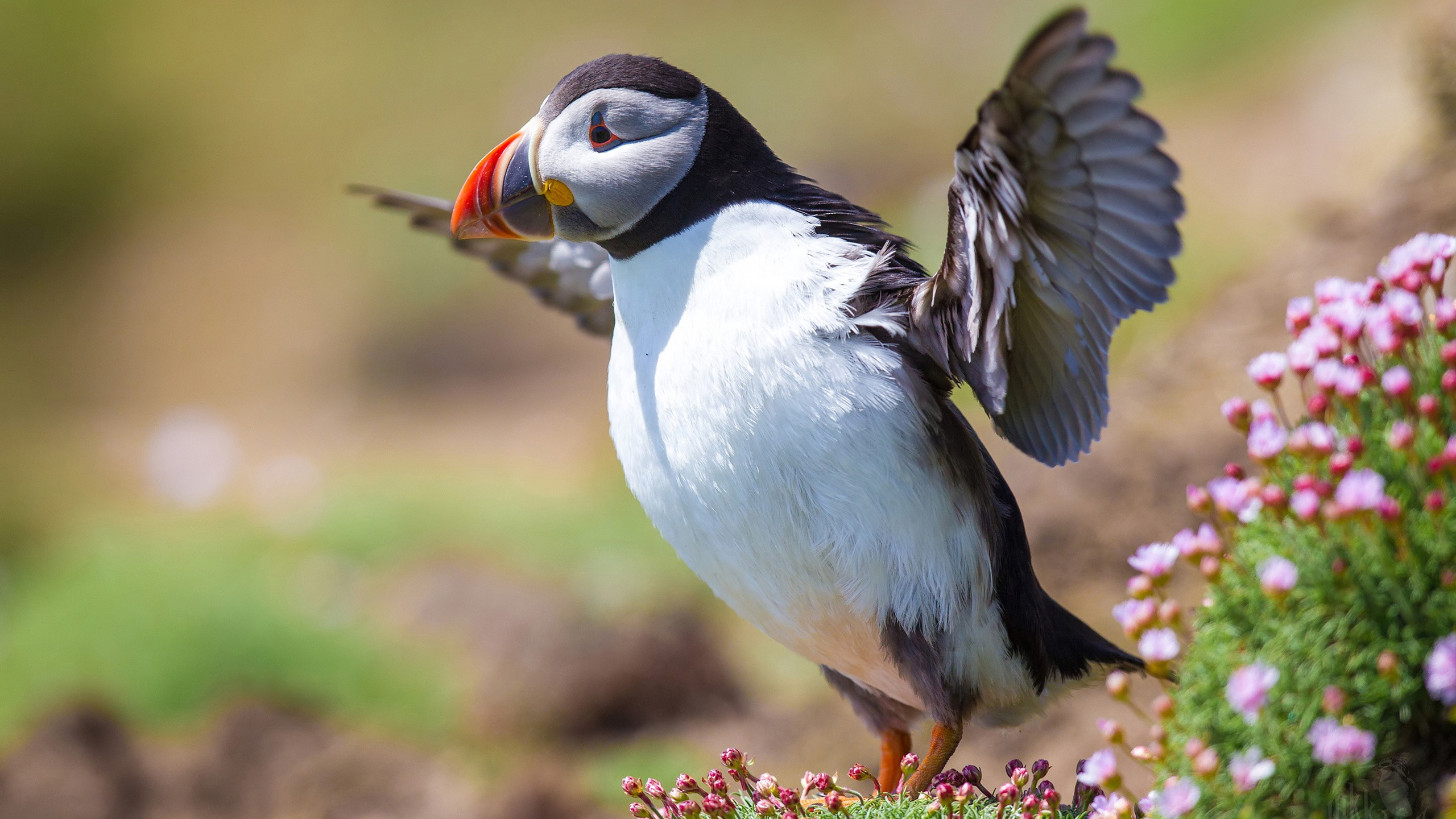 海鸥,翅膀,起飞,小鸟天地