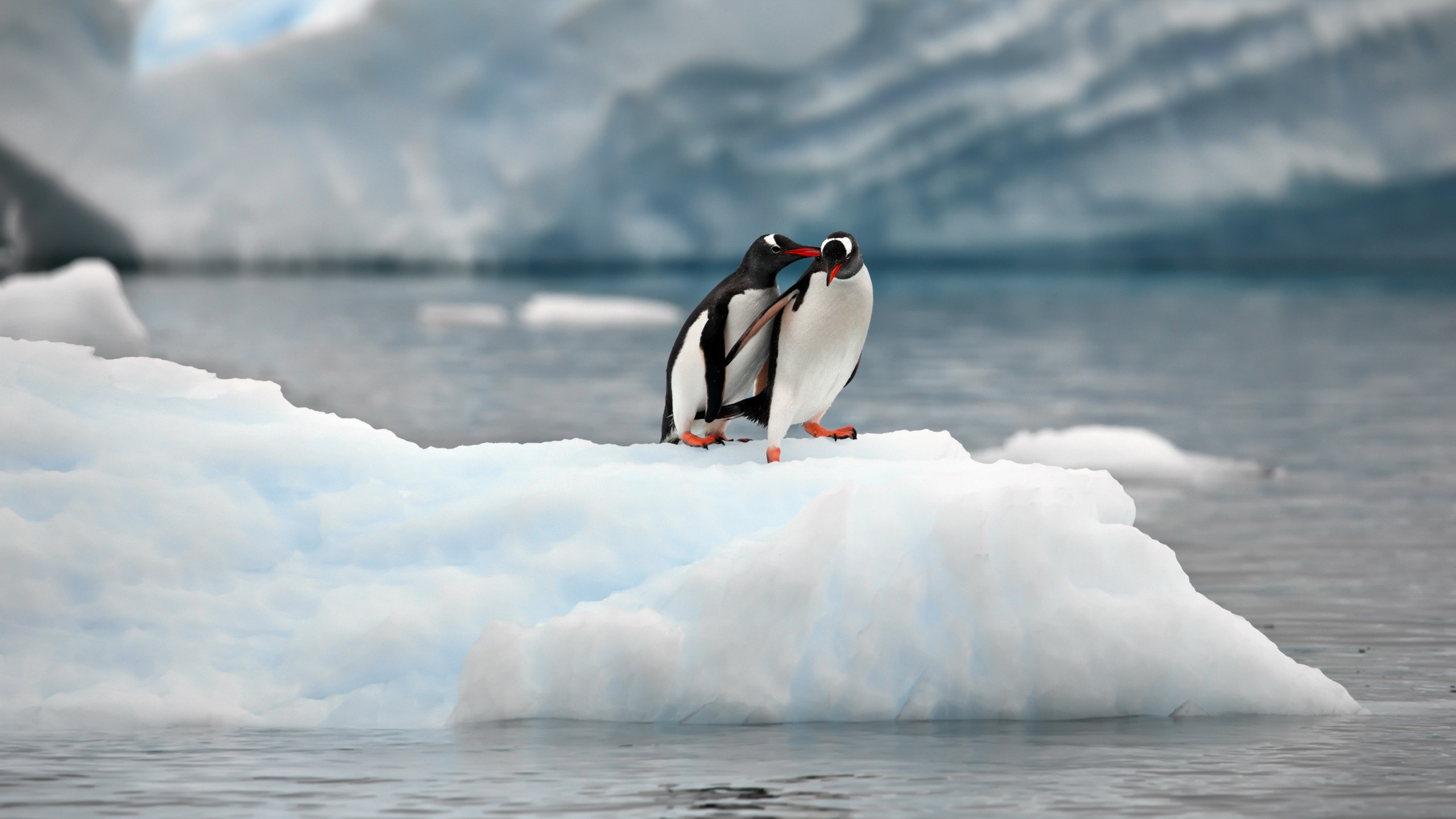 野生动物,企鹅,冰川