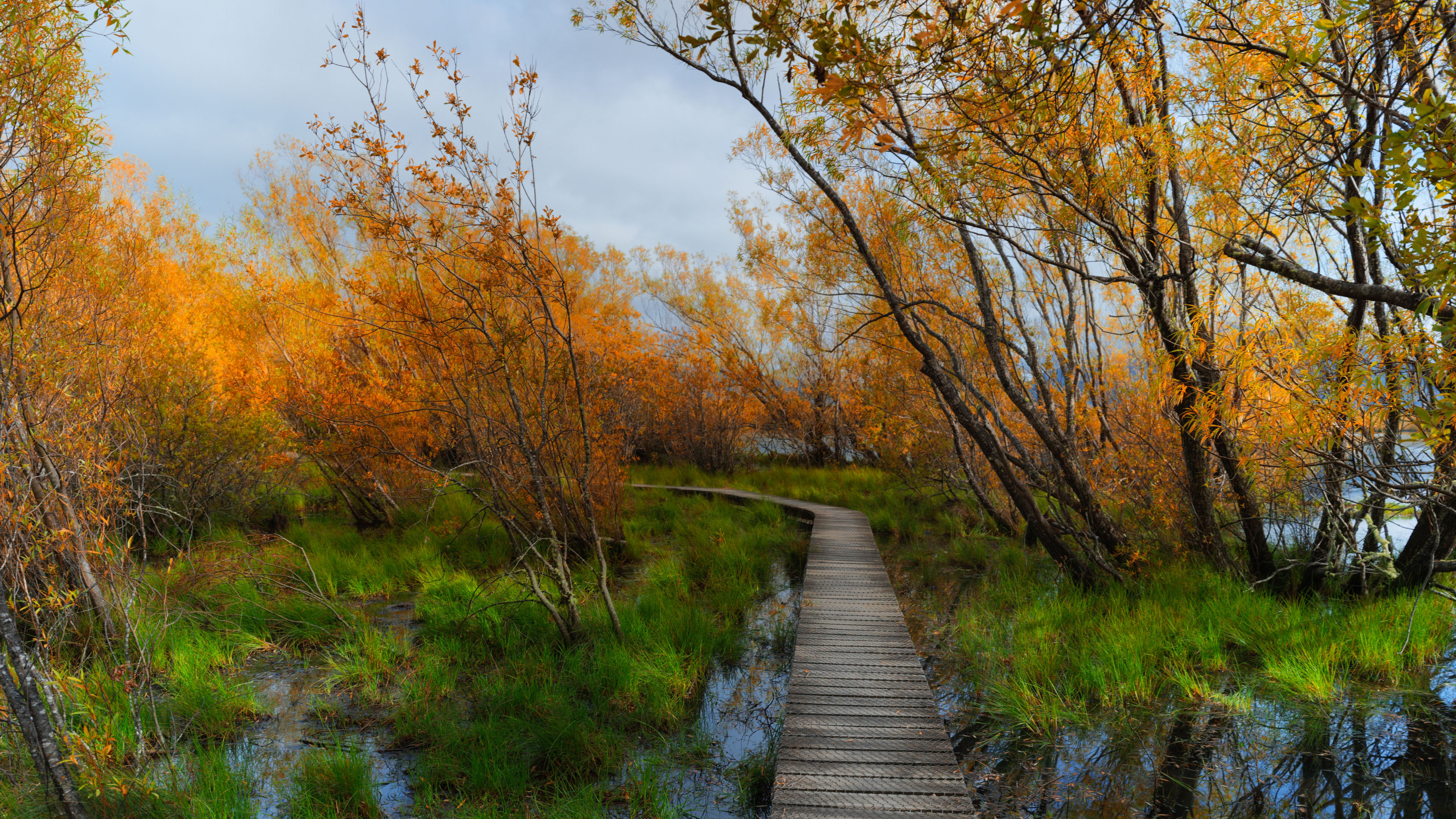 秋意正浓,湿地公园,栈桥,灌木林