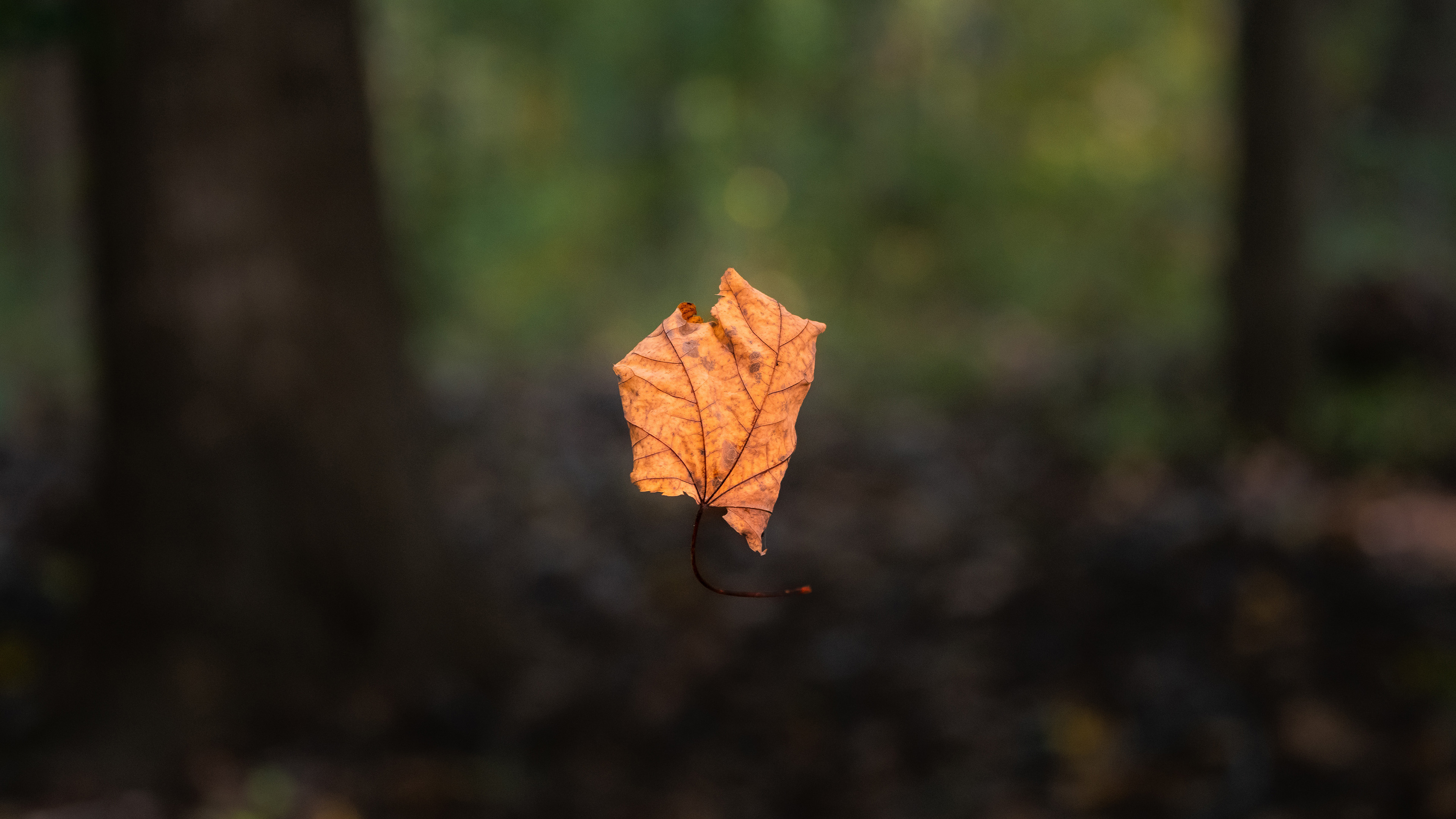 落叶,掉落,森林