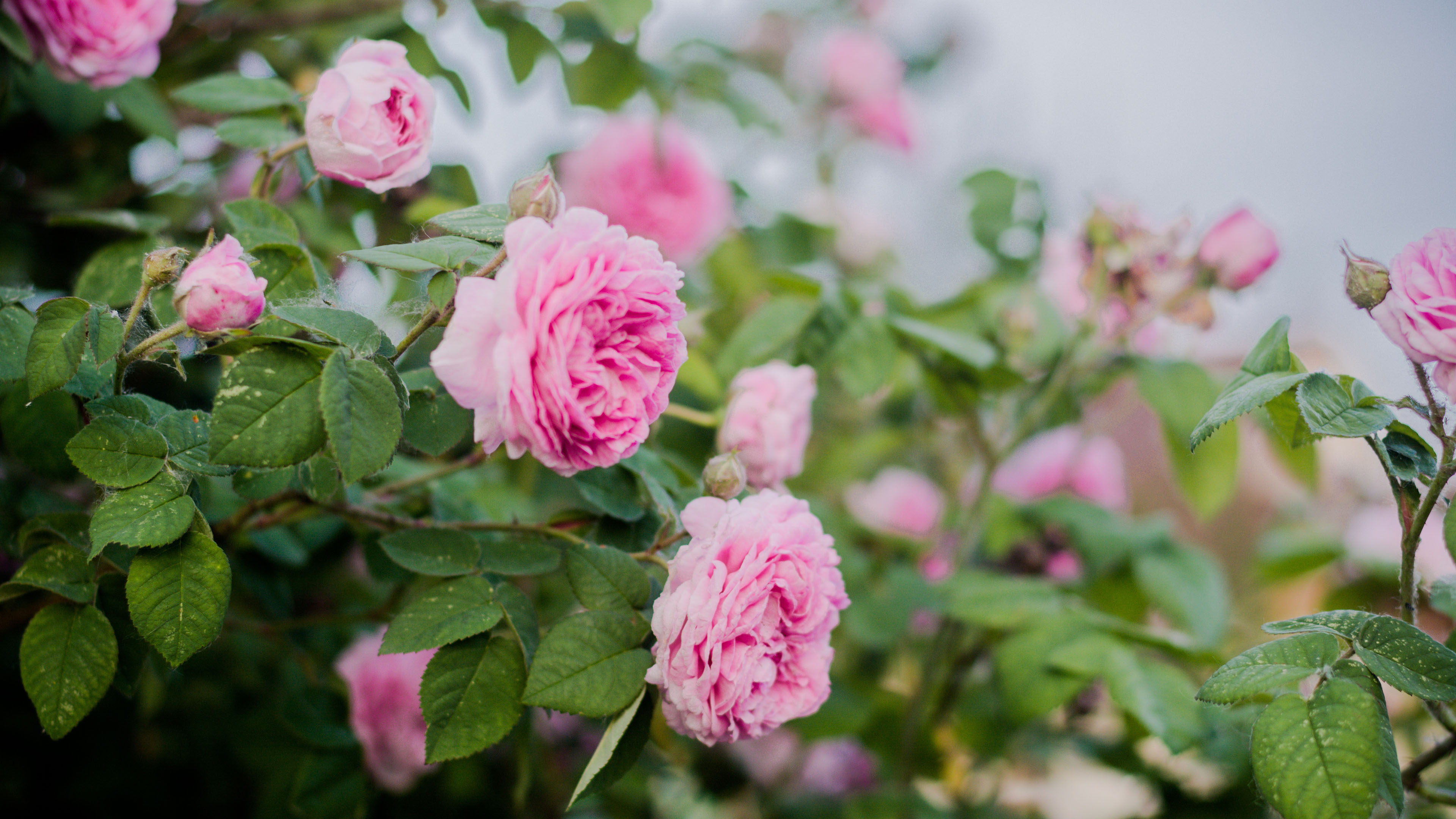 鸟语花香,月季,花丛,蔷薇
