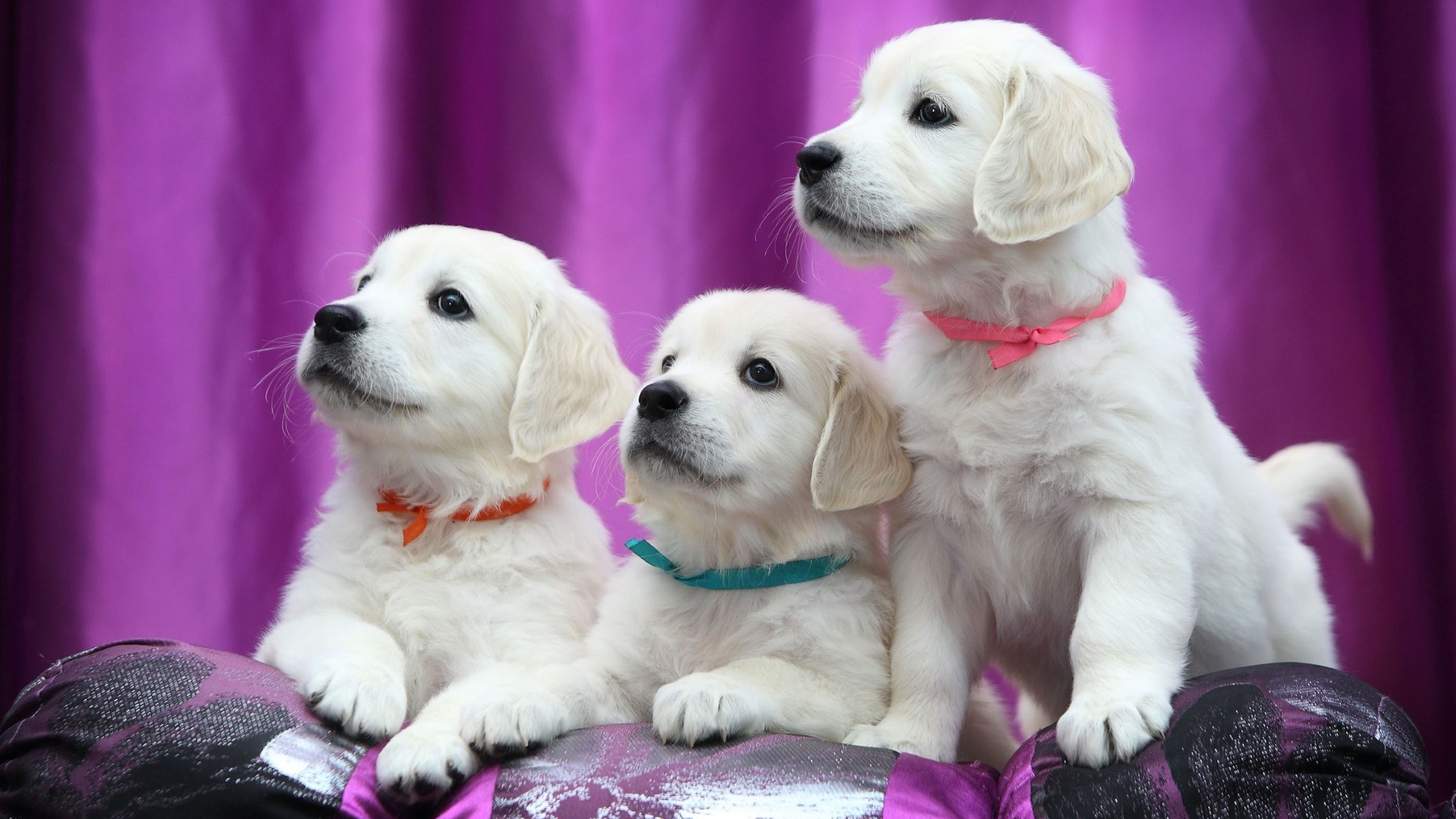 汪星人,小狗狗,可爱