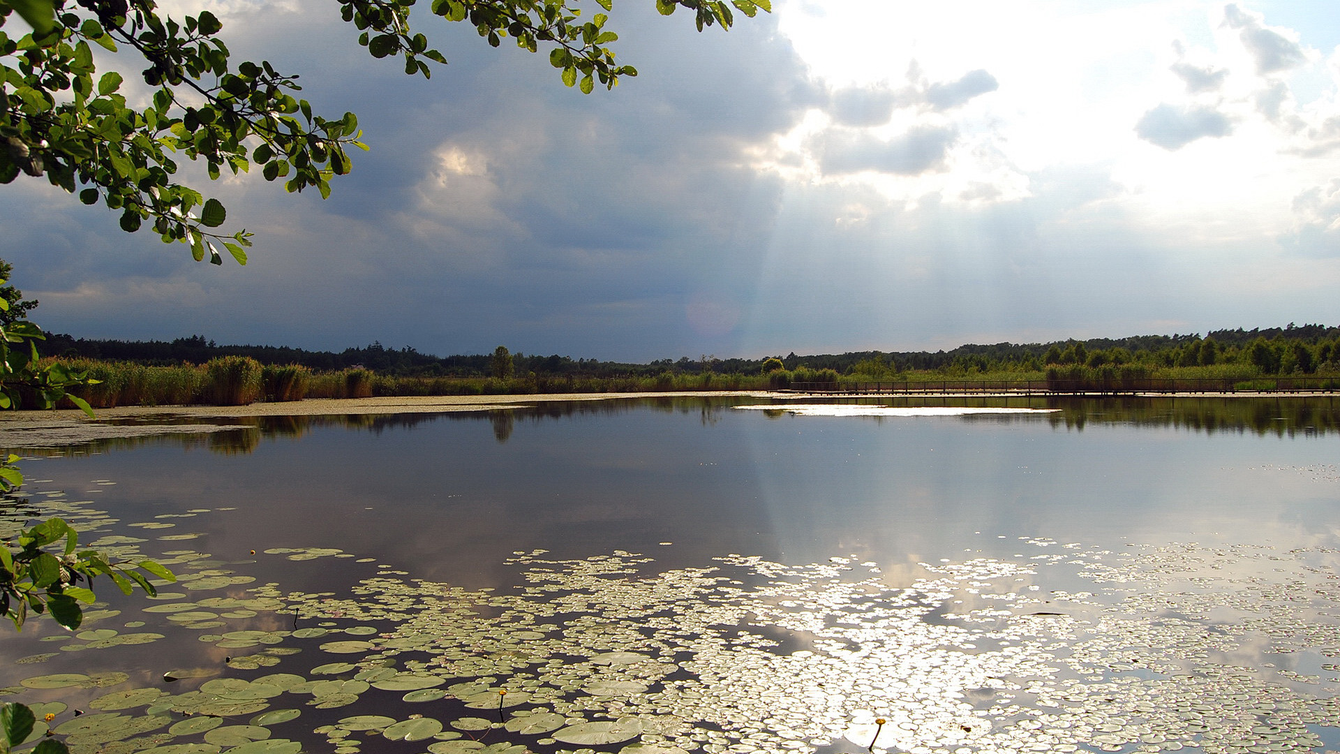 炎炎夏日,荷叶,池塘,阳光
