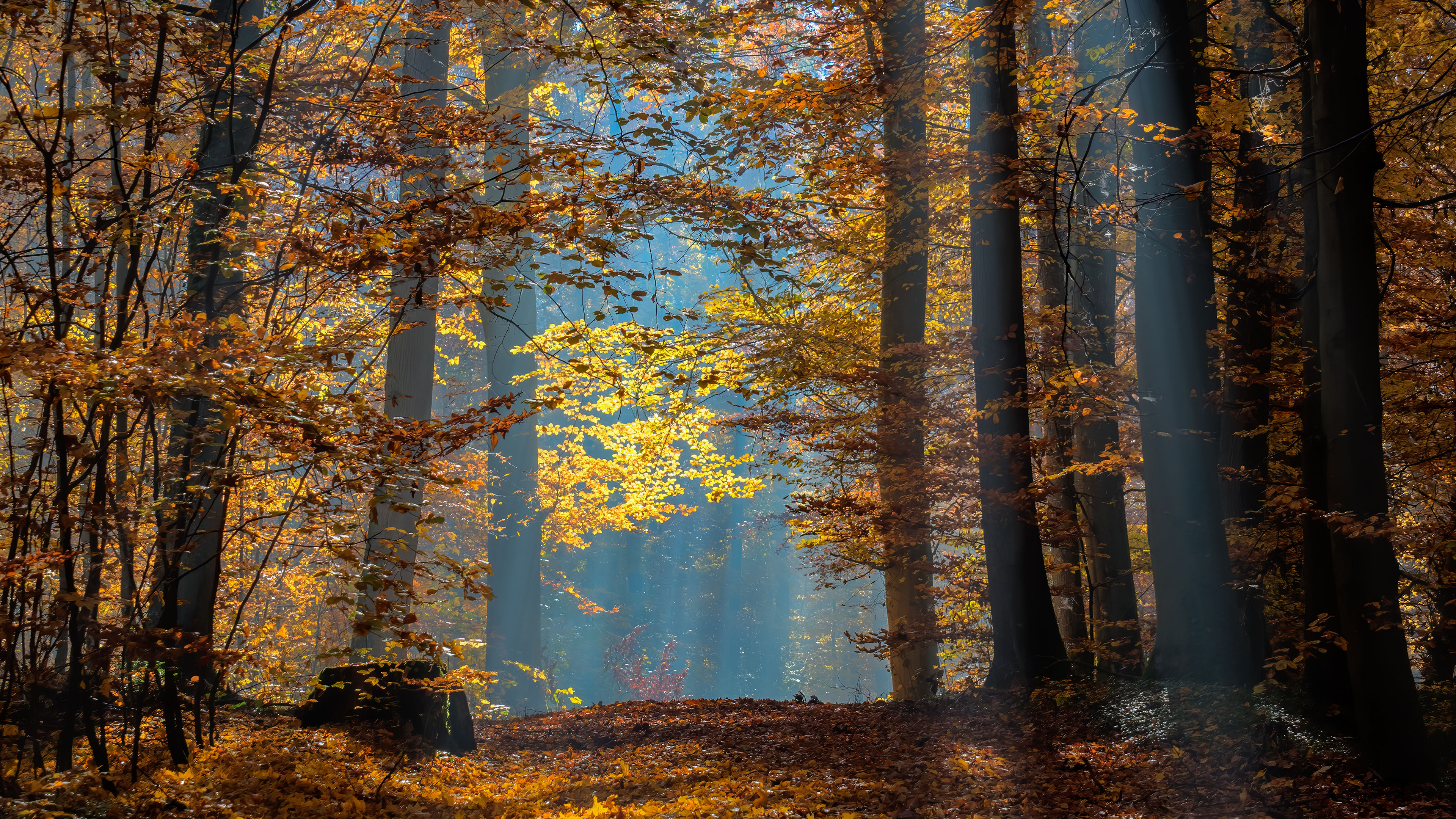 秋意正浓,树林,森林,红叶,阳光