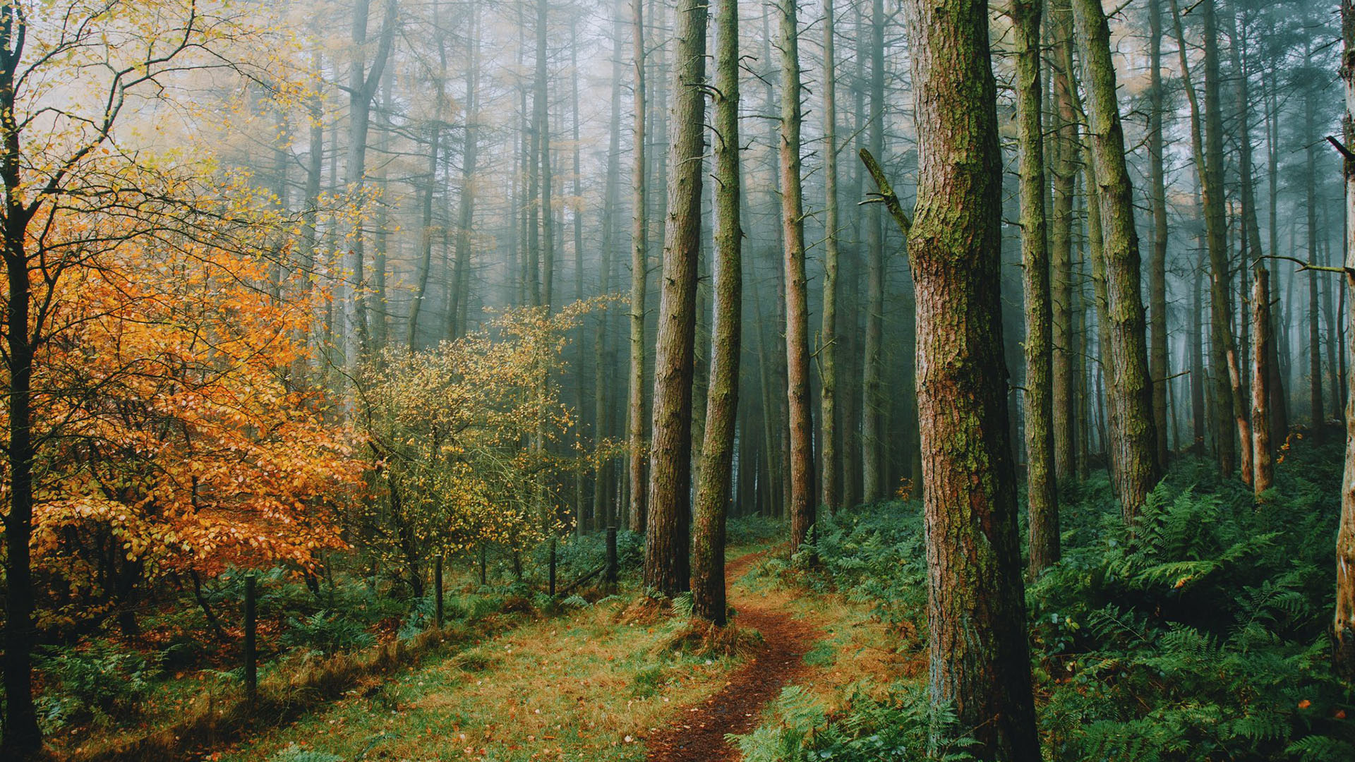 秋意正浓,树林,森林,红叶